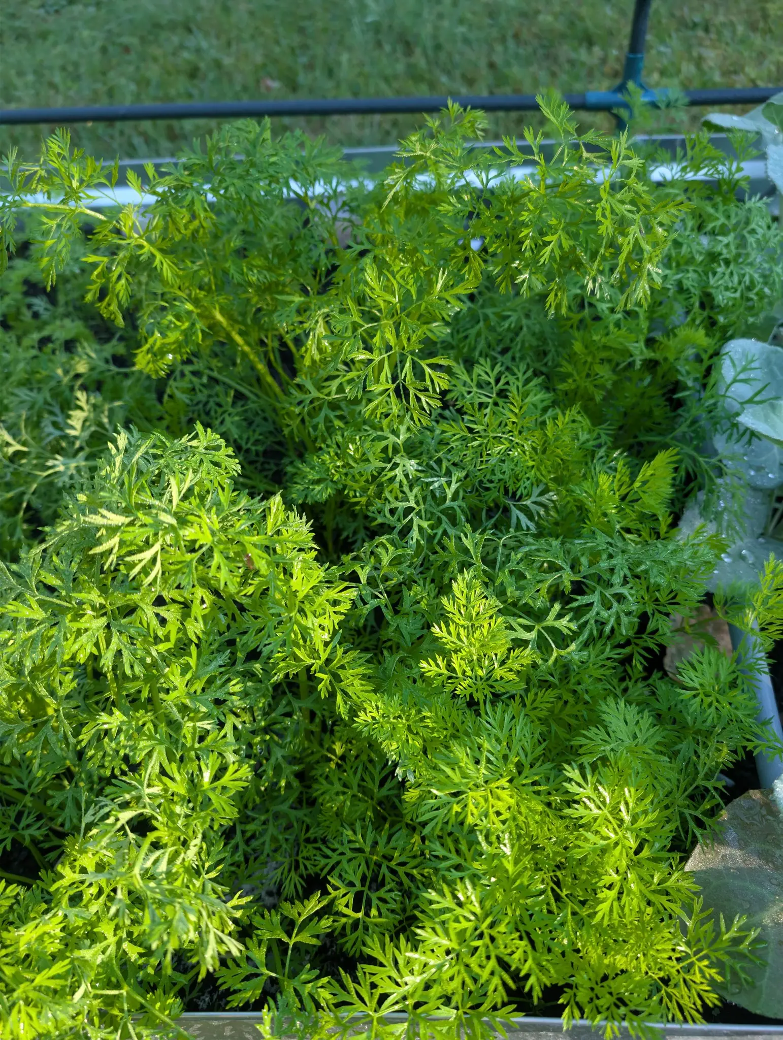 Foliage cut two and three times over into small toothed segments on 4 September, packed edge to edge until it reads as one canopy rather than rows — acid yellow-green where the low sun rakes the tops, near-black beneath, soil showing in a gap or two.