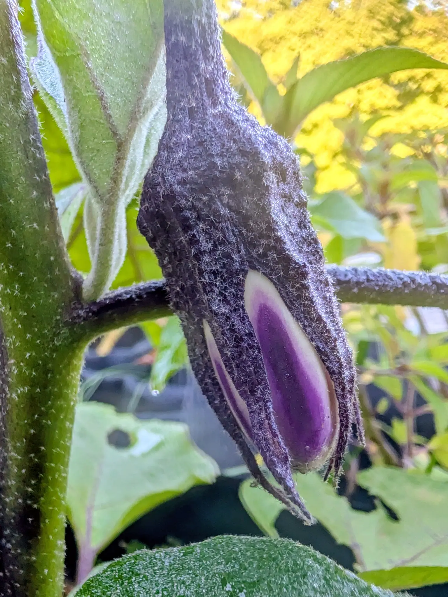 A Ping Tung Long eggplant breaking out of its calyx on 4 September — a glossy violet wedge through the split, still cream-white where the lobes shade it, against a sheath so furred with star-shaped hairs that it reads as velvet, every hair lit from behind.