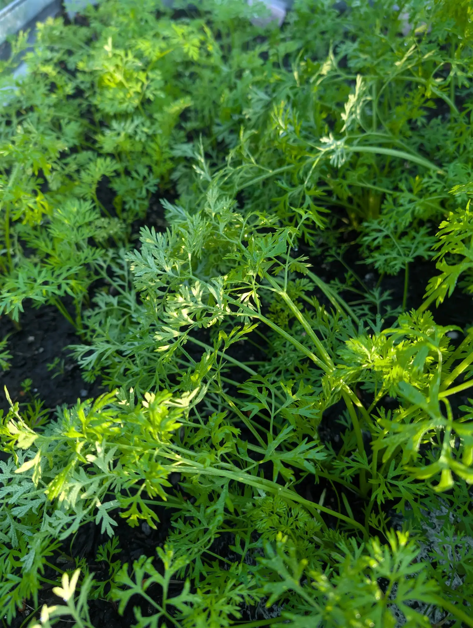 Lacy foliage thin enough on 4 September to separate into individual rosettes, each fanning from its own crown at soil level with bare dark ground between them — pale ribbed stalks crowding where they converge, the upper fronds rim-lit by low sun.
