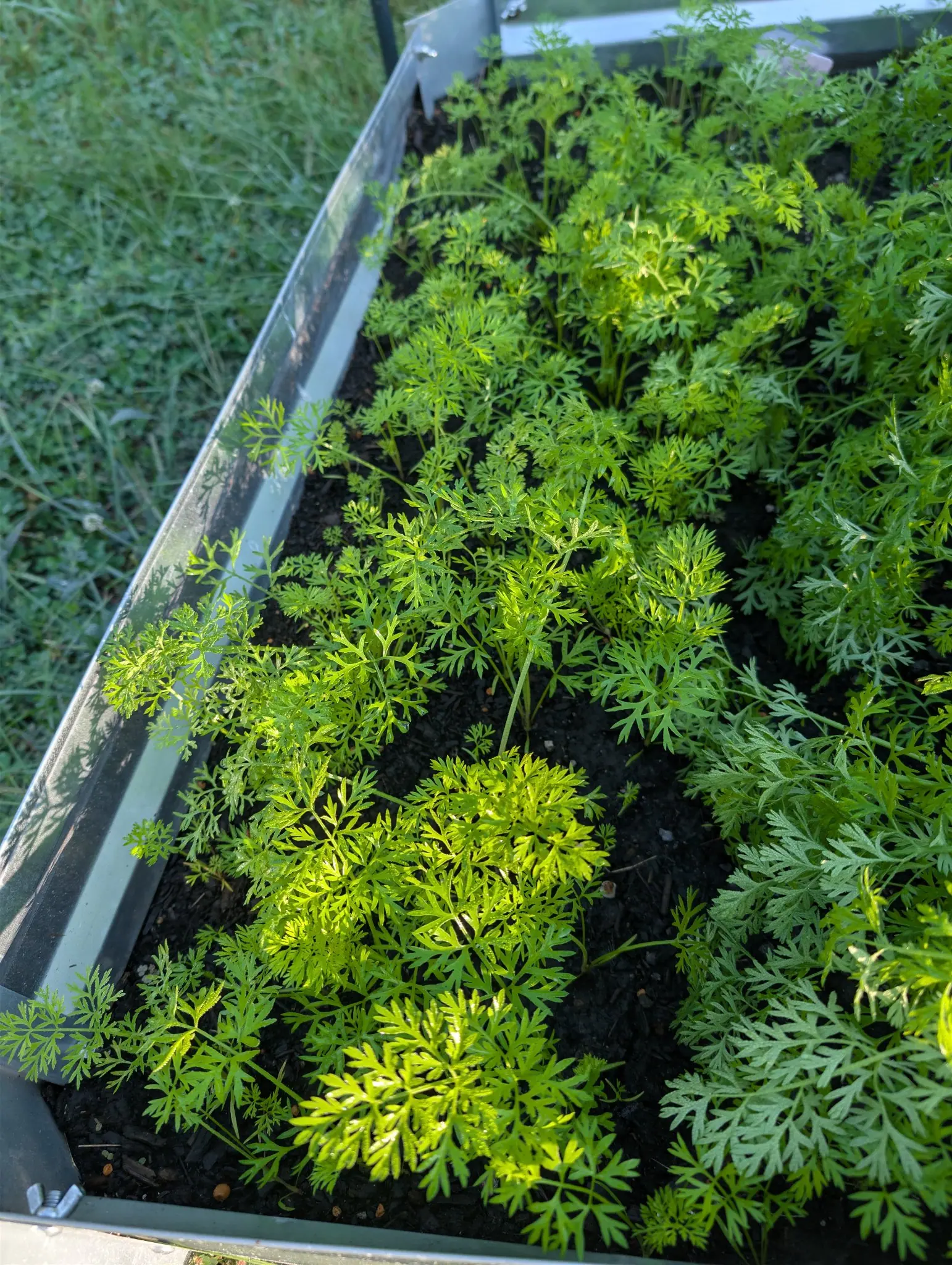 Danvers 126 carrot tops left unthinned on 4 September and coming on uneven — a tall dark mass through the right two thirds, the nearest plants still short and open in loose rosettes — with low sun behind turning the front fronds translucent chartreuse.
