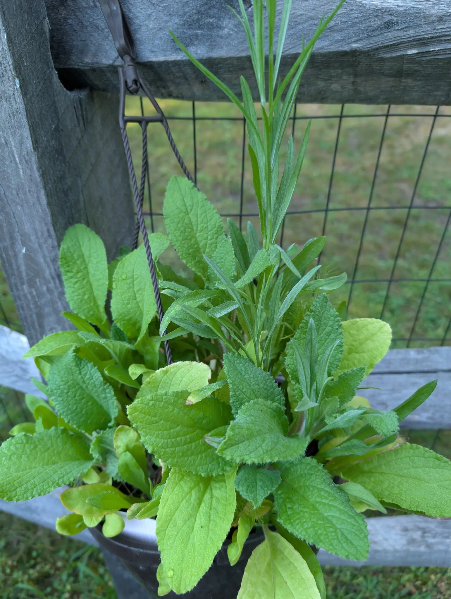 Two different plants share one hanging pot on 4 September, neither in bud — a low rosette of rugose, blunt-toothed leaves furred enough to catch the light, and one upright shoot of narrow silvered leaves out of its center — all beaded under flat overcast.