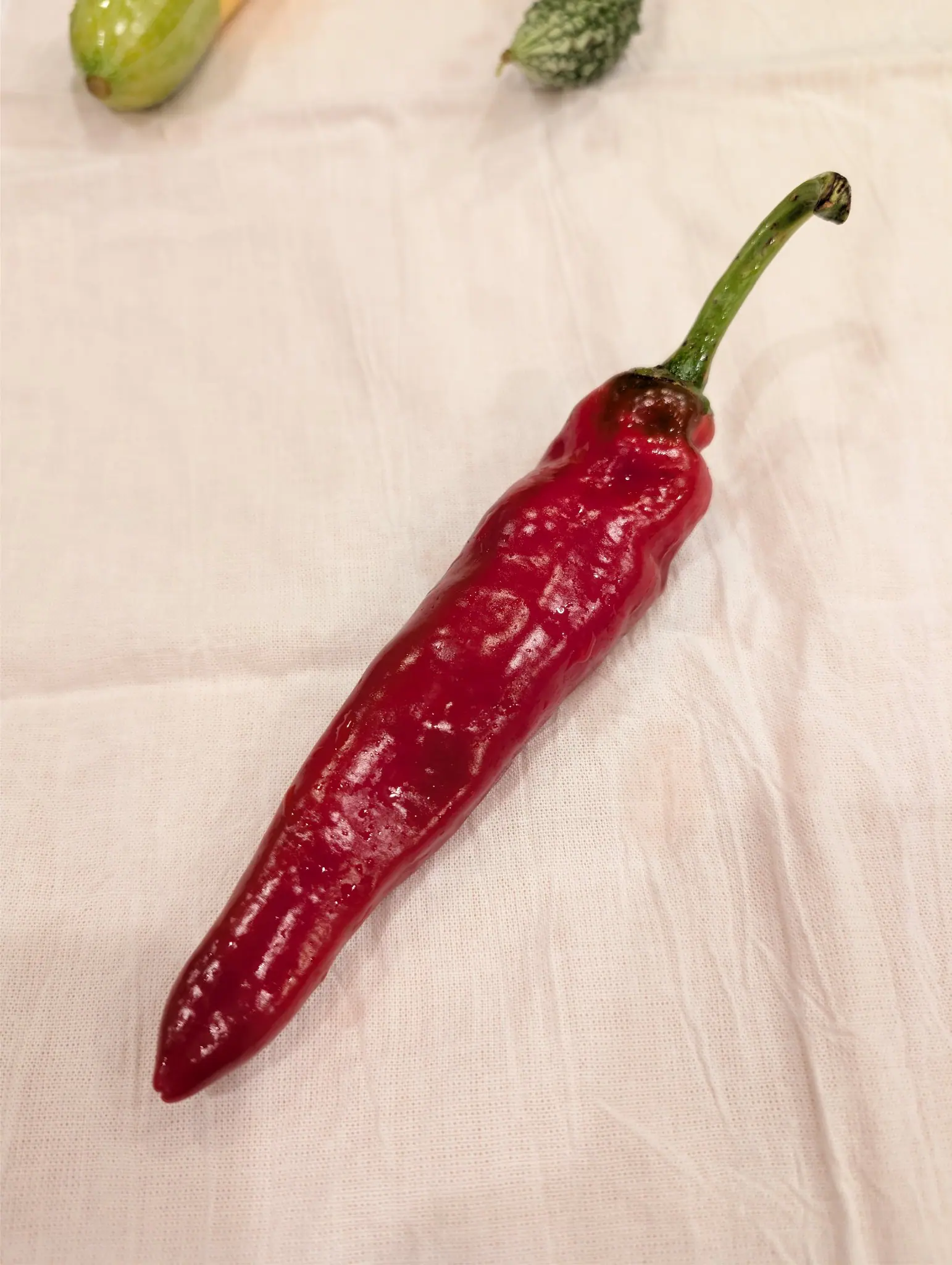 A New Mexico chile laid across a cream cloth on 5 September — deep crimson and wet-looking, the lower two thirds smooth, the shoulder creased into shallow ridges and printed with pale tan corky russeting in rings and commas — under soft indoor light.