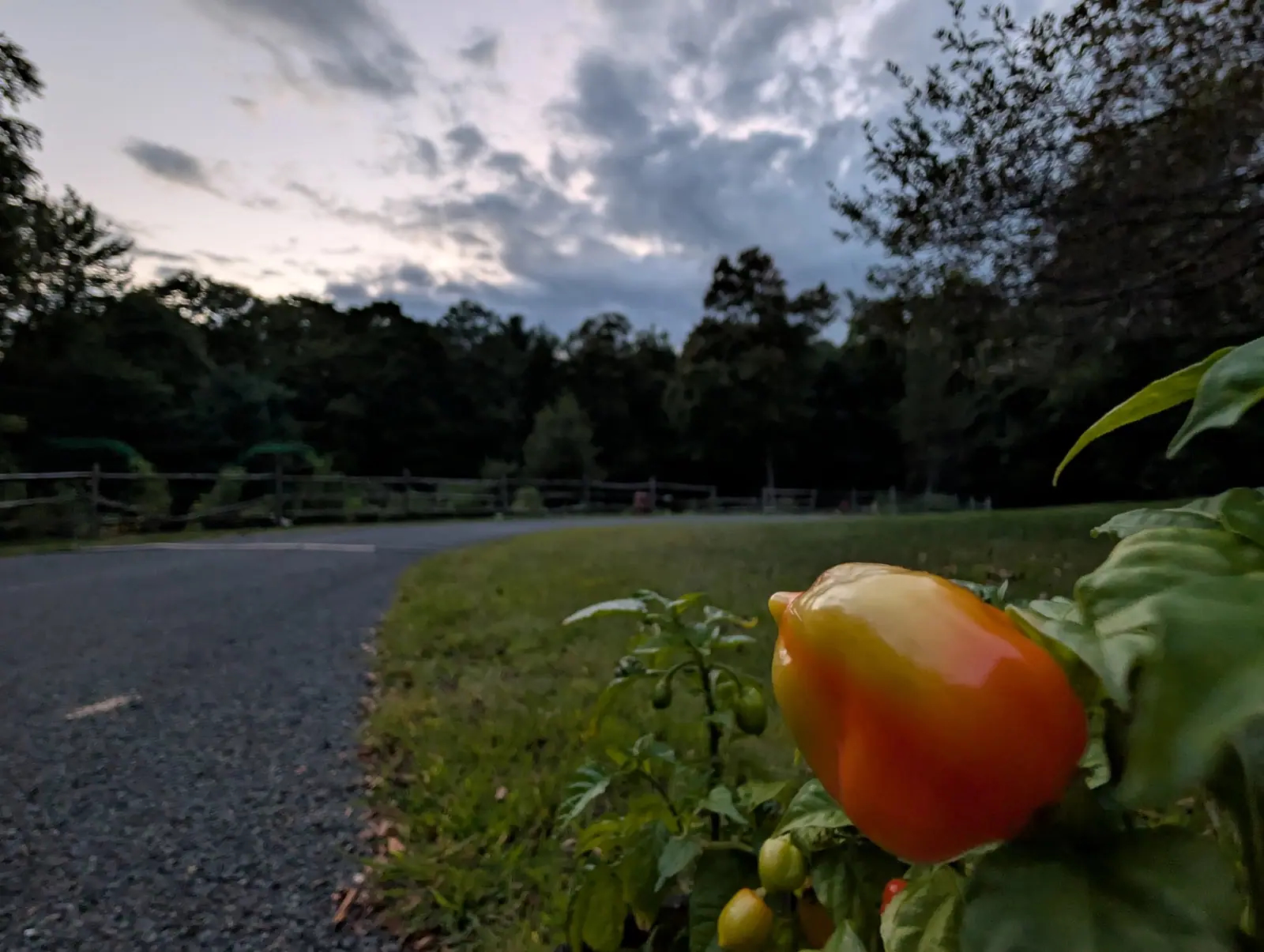 A Habanero turning base-first at dusk on 5 September — full glossy red at the bottom, gold and orange up the flank, the shoulder still cream-yellow — pushed up against the lens with the drive falling away behind and a pale gap low in banded gray cloud.