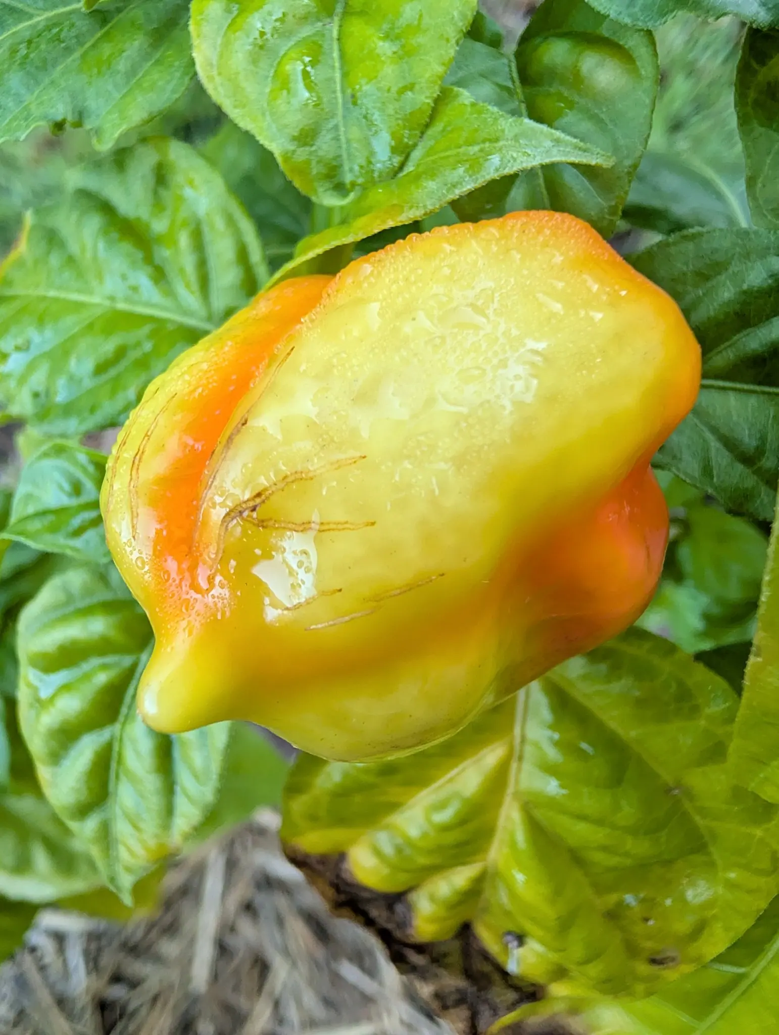 A Habanero mid-turn on 5 September, its two orange flushes not yet joined across a butter-yellow body, a fan of five or six healed tan scar lines splaying from one point on its lower face like stretch marks — every fold beaded under shadowless light.