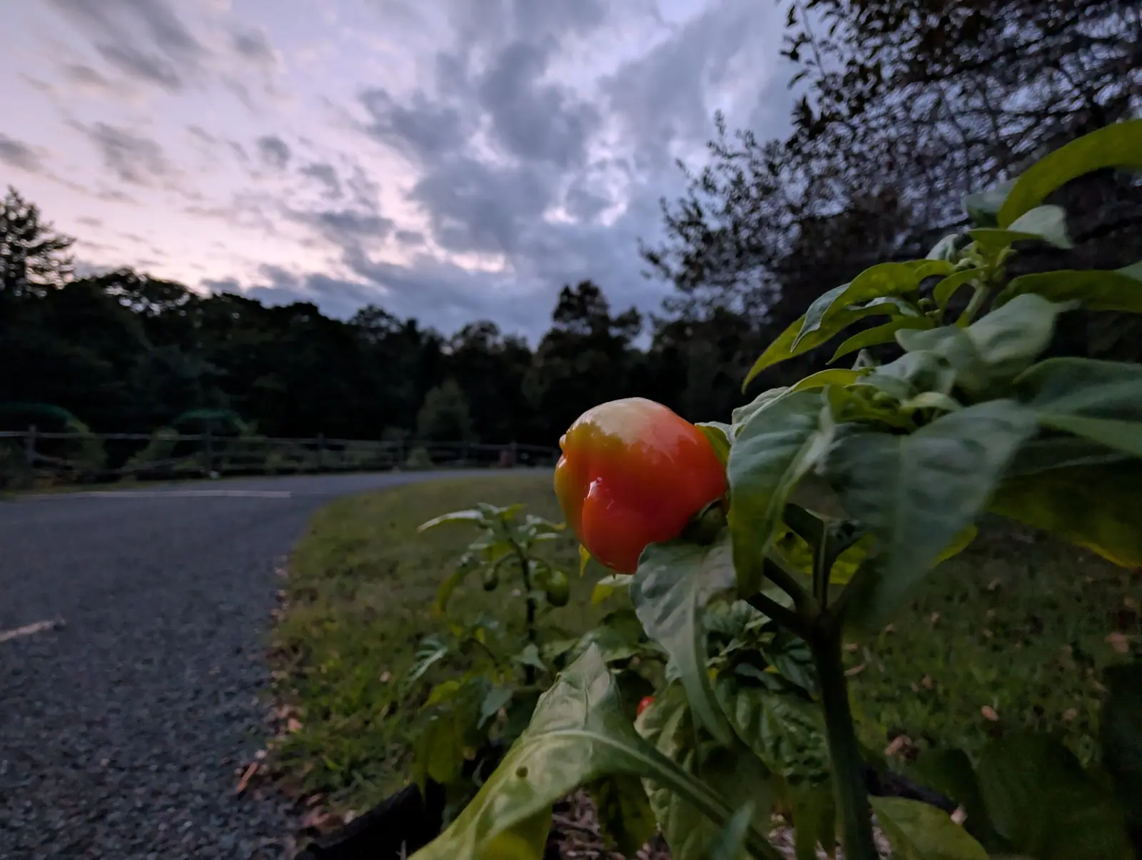 A Habanero ripening from the blossom end up on 5 September — orange-red over the lower two thirds, a cream and pale gold cap still on the shoulder — with one foreground leaf holed by something and a warm lilac break low on the horizon after sundown.