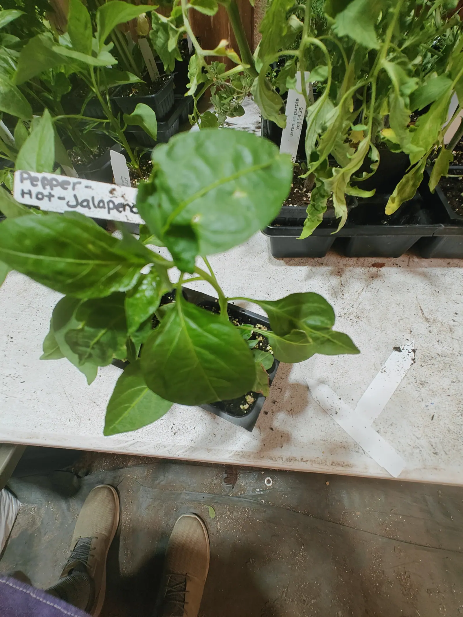 A Jalapeno on 6 June, bushy already and glossy dark green, its untoothed margins waving slightly and the blades puckered between veins pressed deep — shot from standing height in flat shadowless light, the photographer's own shoes in the bottom of the frame.