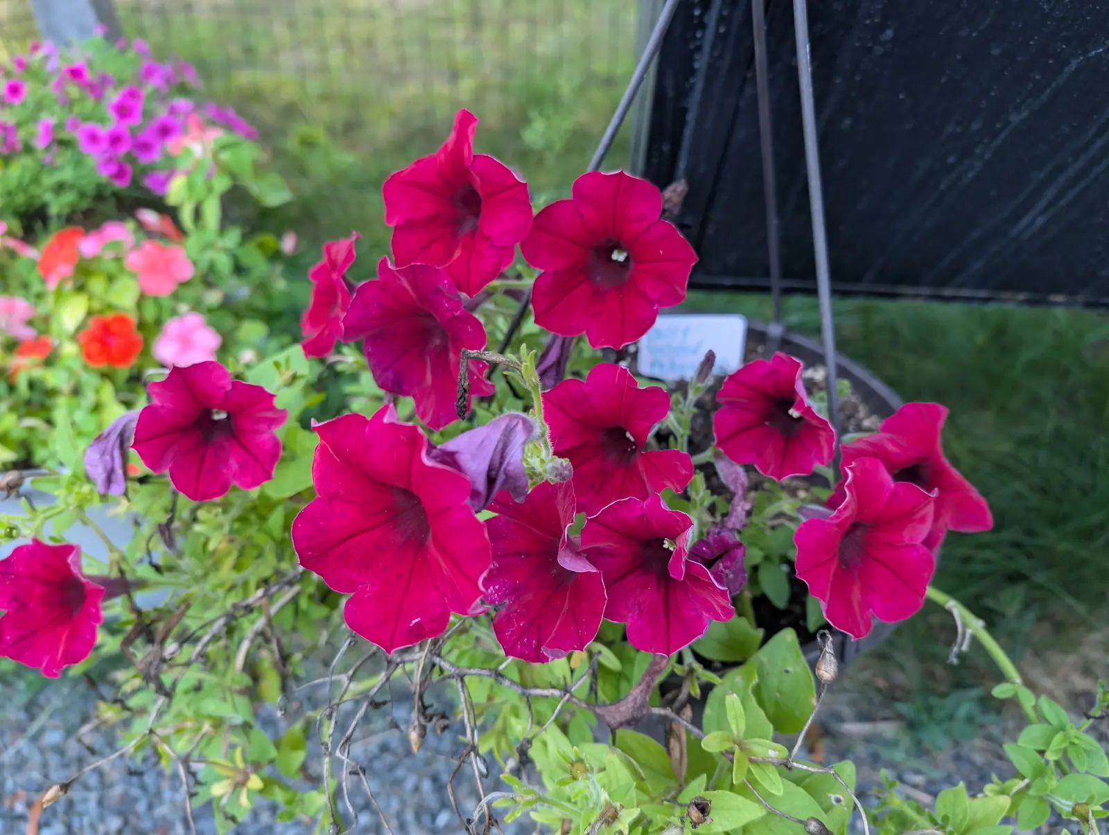 A dozen funnel-shaped flowers face out of a hanging basket on 7 September, each deep magenta-crimson with darker veins radiating from a near-black throat — and between them the spent ones hang on, collapsed into papery lavender-gray twists, all of it wet.