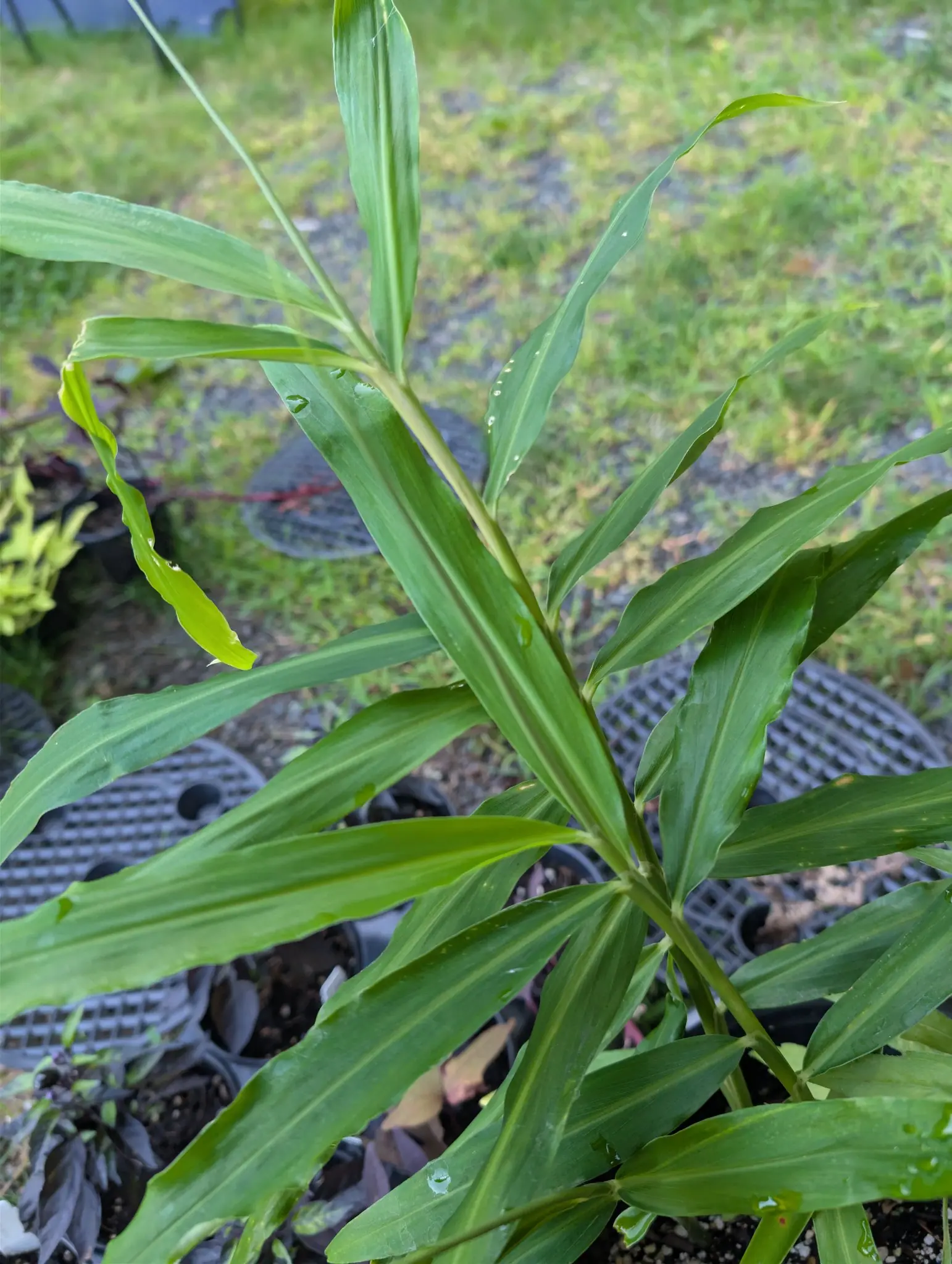 A shoot whose blades come off strictly two-ranked, left then right in one plane, so the whole plant reads flat from above on 7 September — one blade at upper left gone pale, its margin buckled into a wave and its tip bleached to cream — in flat wet light.