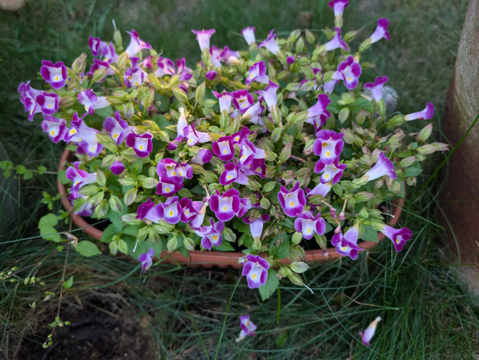 Forty or more two-lipped flowers hide the foliage in a shallow terracotta bowl on 7 September — magenta-purple lobes over a white throat with one egg-yolk blotch at its mouth, the pale stamens arching up to meet in a fine bridge across each opening.