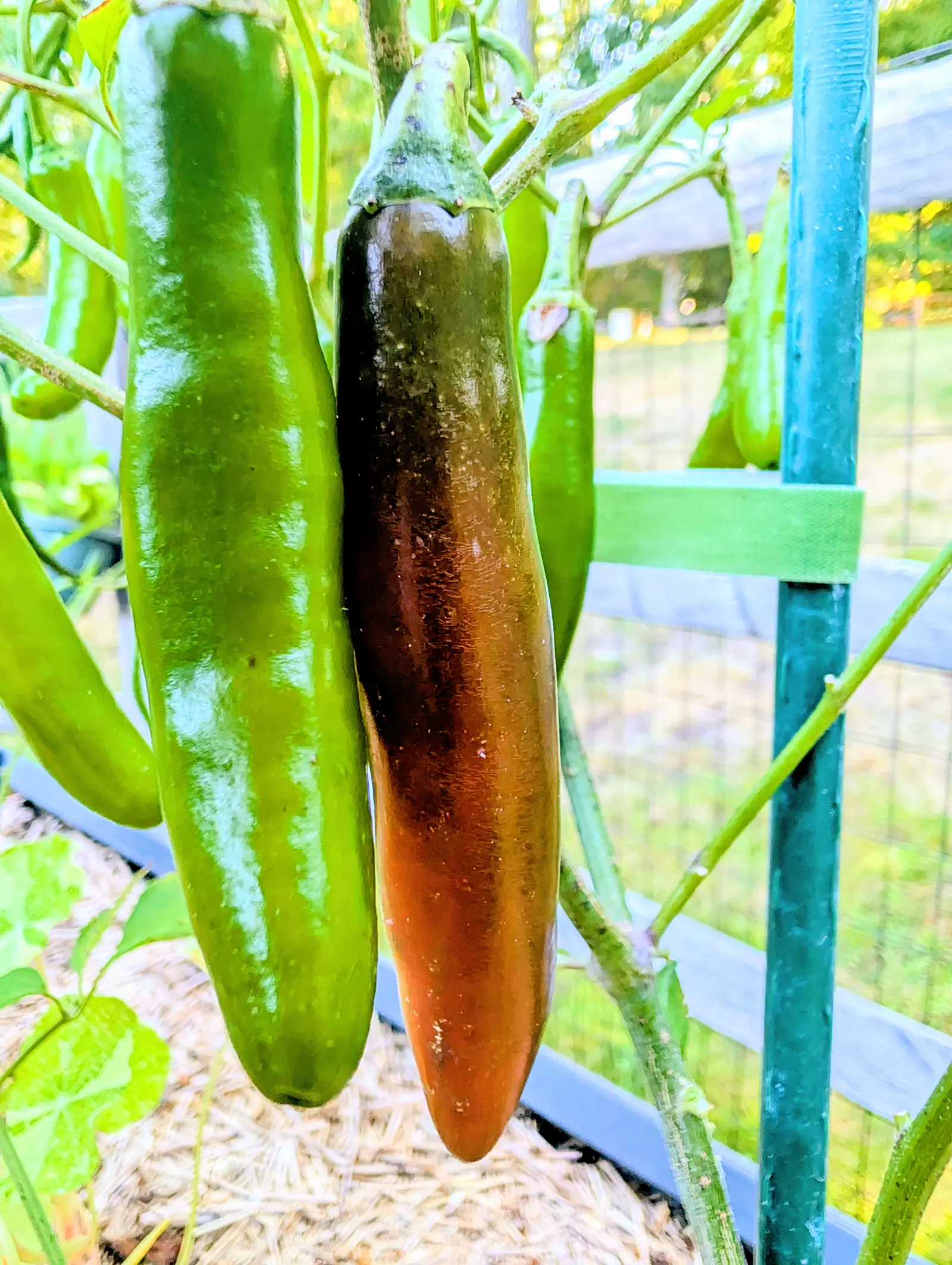 Two Serranos hang side by side on 7 September, one still mid-green and glossy, the other turning shoulder-down through near-black olive into a band of mahogany brown and then dull russet at the tip — matte and faintly dusty where its neighbor shines.