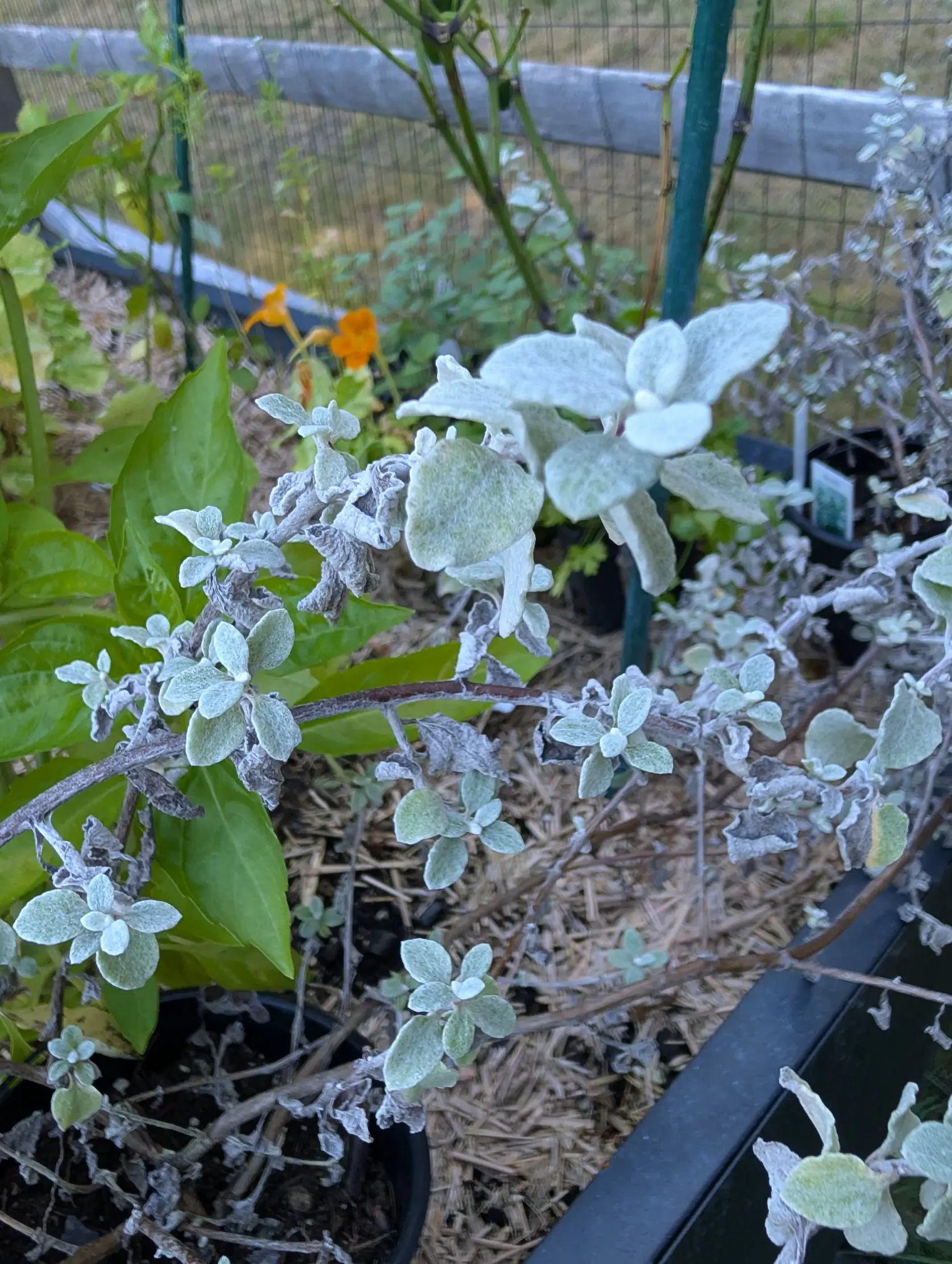 A sprawling plant carries two states at once on 7 September — tight rosettes of small rounded leaves felted so white the green barely shows, and along the same reddish stems a great many older ones shriveled to papery gray-brown curls — in low late light.
