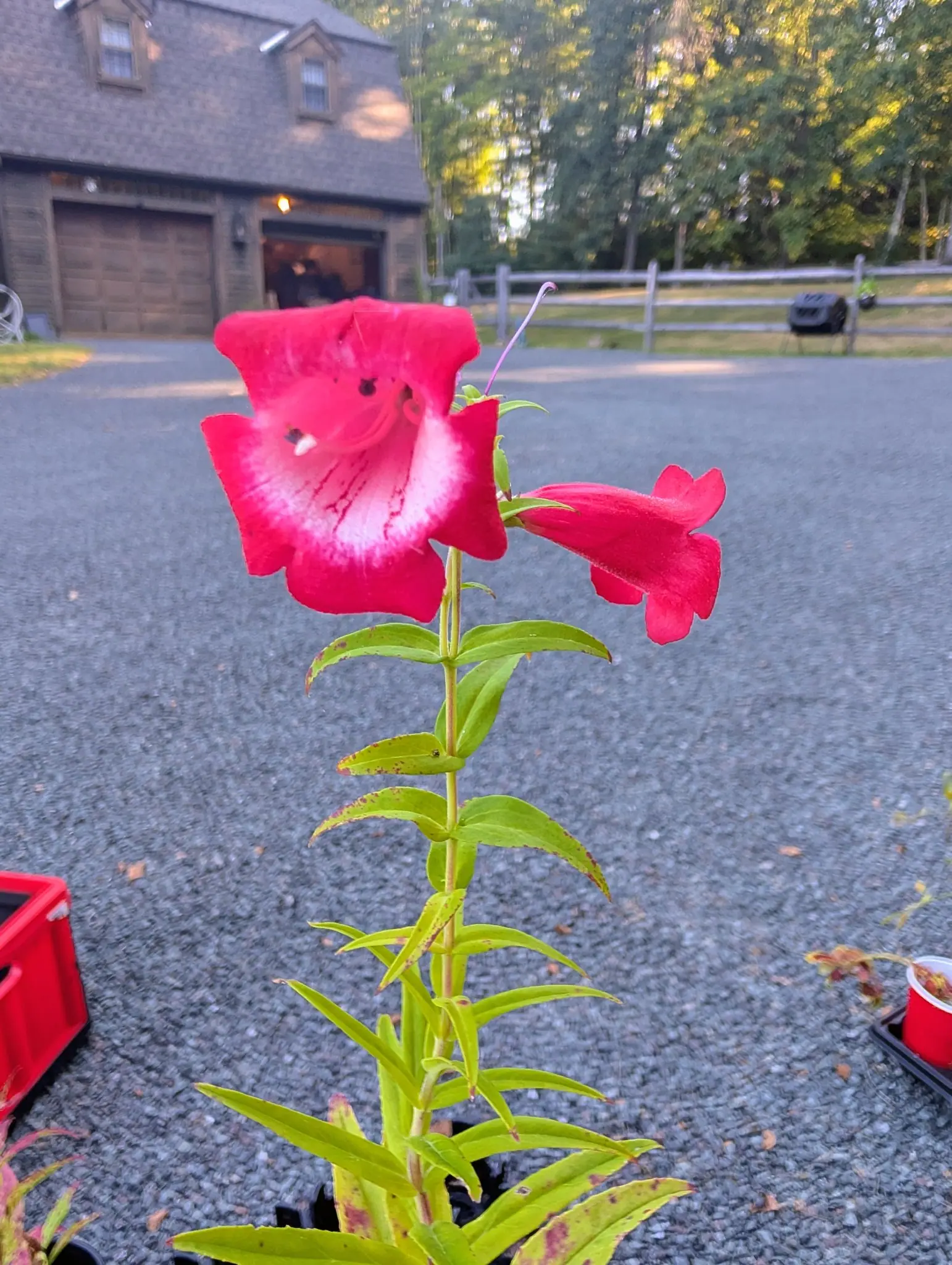 A penstemon in low sun on 7 September, its top flower facing the camera head-on — a cerise-magenta bell flaring into five rounded lobes, the clean white throat streaked with fine crimson lines that run back into the tube — against a treeline lit gold.
