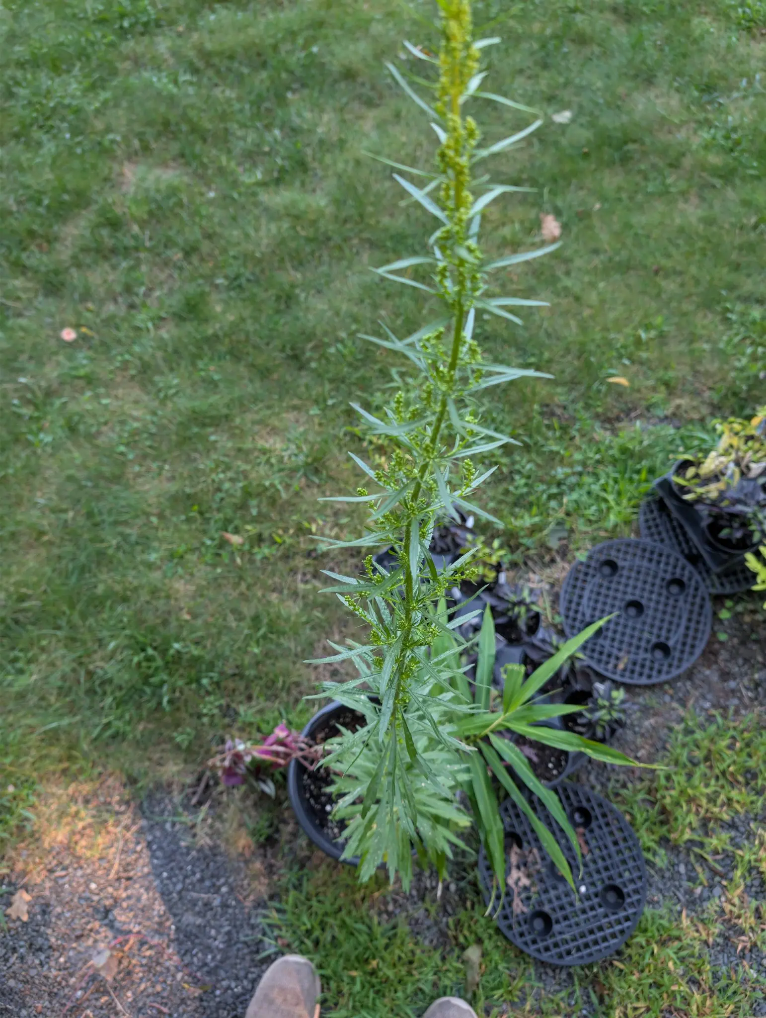 One tall unbranched stem stands clear of everything around it on 7 September, a short branch springing from nearly every leaf axil up its top half, each packed with tiny yellow-green buds and not one of them open — the photographer's shoe toes in frame.
