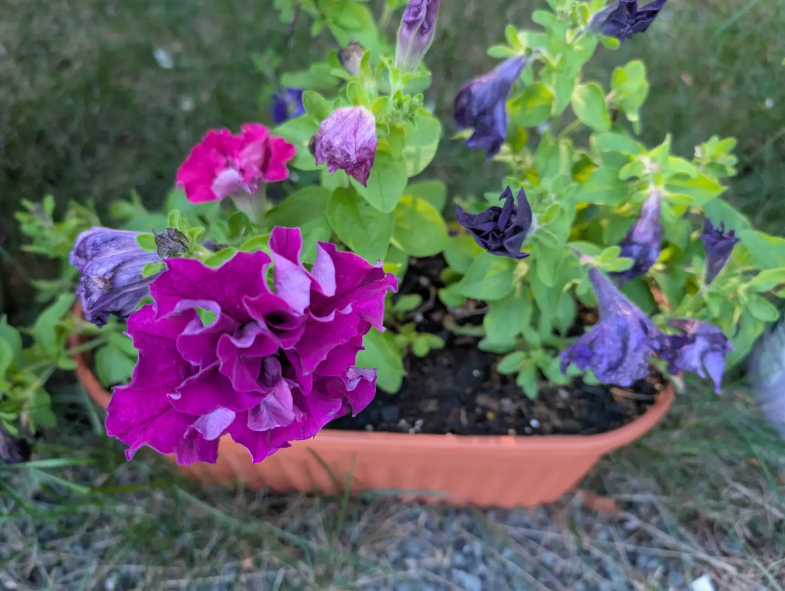 One trough carries two quite different flowers on 7 September: at the left a big double rosette of frilled magenta-purple petals streaked pale pink, at the right half a dozen in a near-black violet, all but one collapsed with their tubes twisted shut.