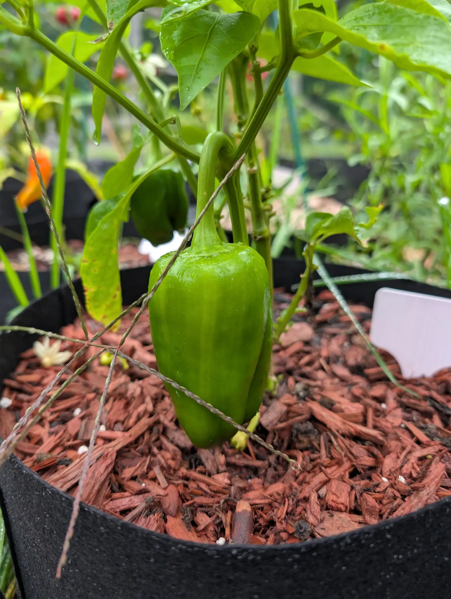 A King of the North pepper hangs from a peduncle bent over in a shepherd's hook on 3 September, still clean glossy green and fluted down its length, its own dried flower clinging at the blossom end — with seeded grass arching across the frame in front.