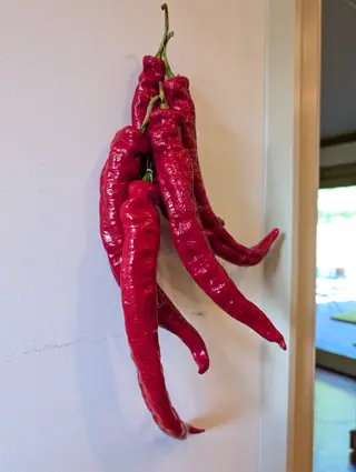 Six Ristra Cayenne II chiles hang stem-up from one bound cluster against a cream interior wall on 7 September, all of them drying — close transverse puckering across the width, the skin stretched pale orange and gold over every wrinkle, two tips curled hard.