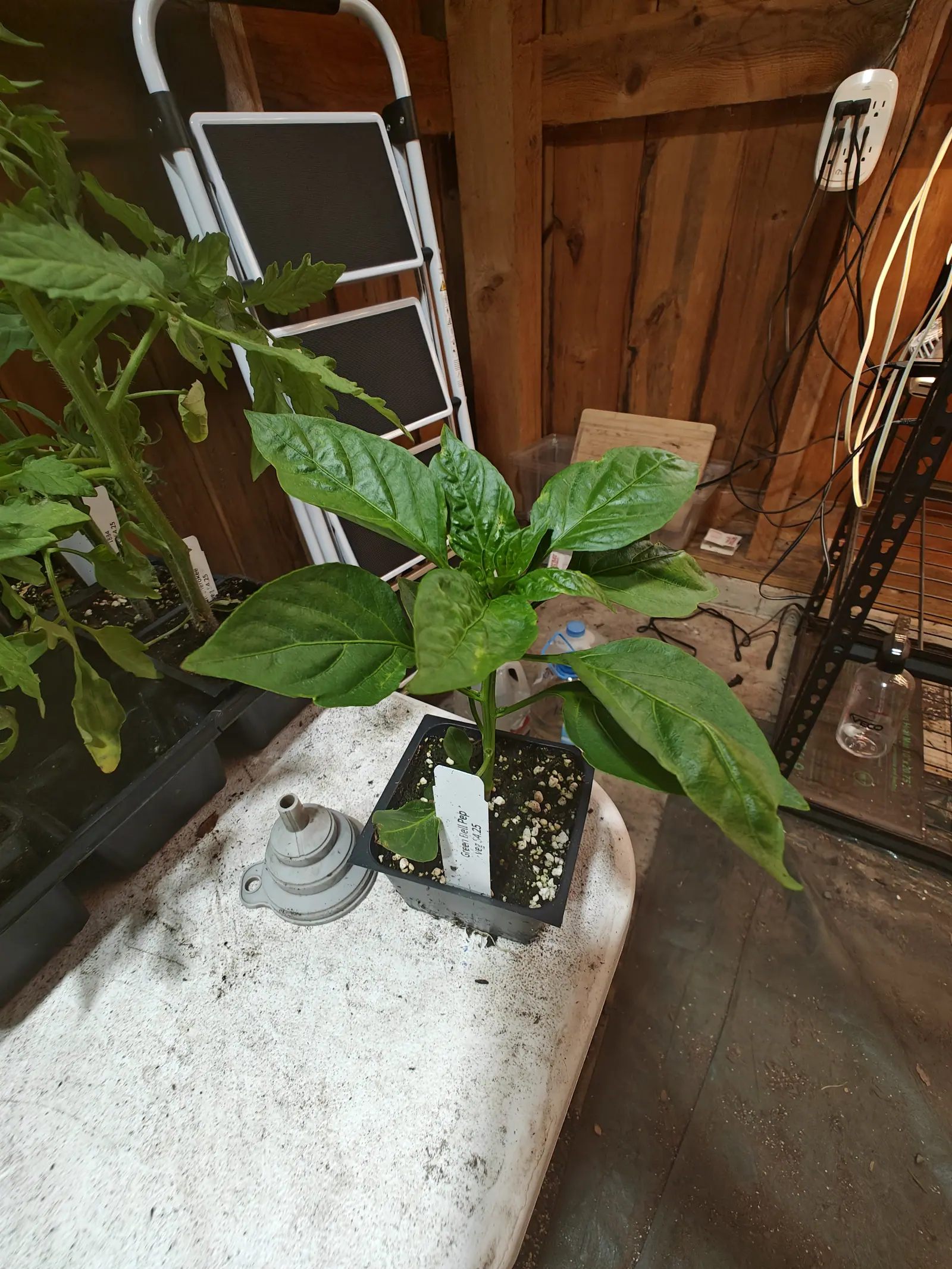 An Emerald Green pepper on 6 June, one upright stem holding eight or nine leaves out almost flat, every blade tapering to a long point and buckled between veins that show pale yellow-green, alone on a table under artificial light that falls hard and white on it.