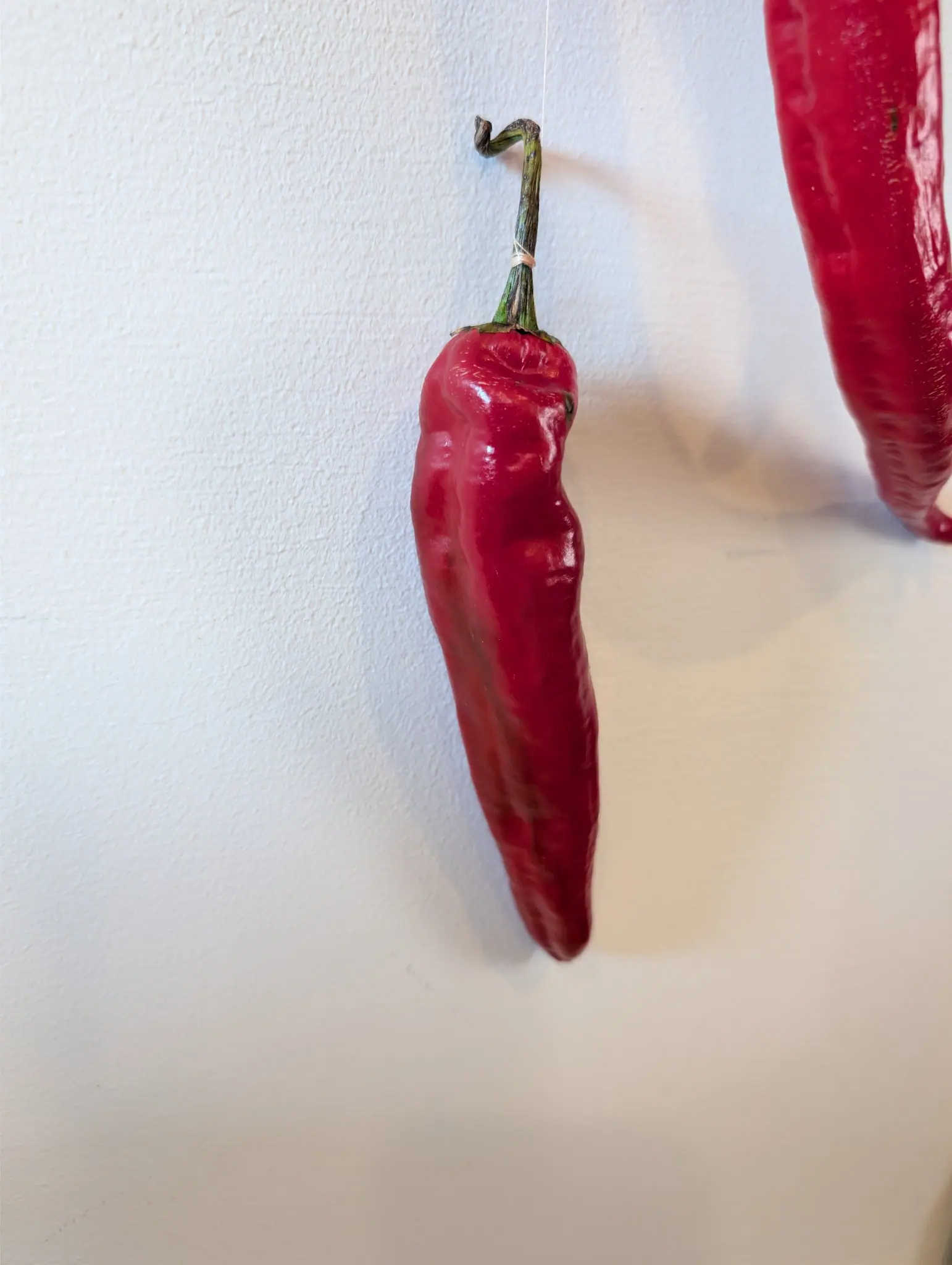 A New Mexico chile hangs alone on a fine thread against an off-white wall on 7 September, lopsided — three or four rounded bulges with deep creases between them down its left flank while the right falls in a clean line — its peduncle dried into a hook.