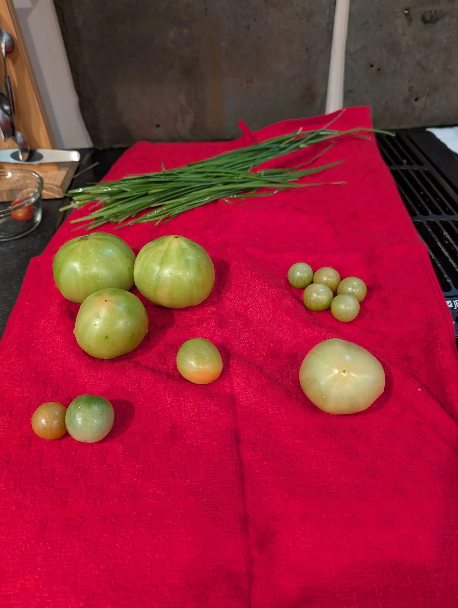 A bundle of forty-odd hollow round leaves lies cut ends together across the top of a red towel on 5 August, tips fanning out and still beaded — below it four pale unripe globes and one lone fruit already gone soft orange over its lower half, in kitchen light.