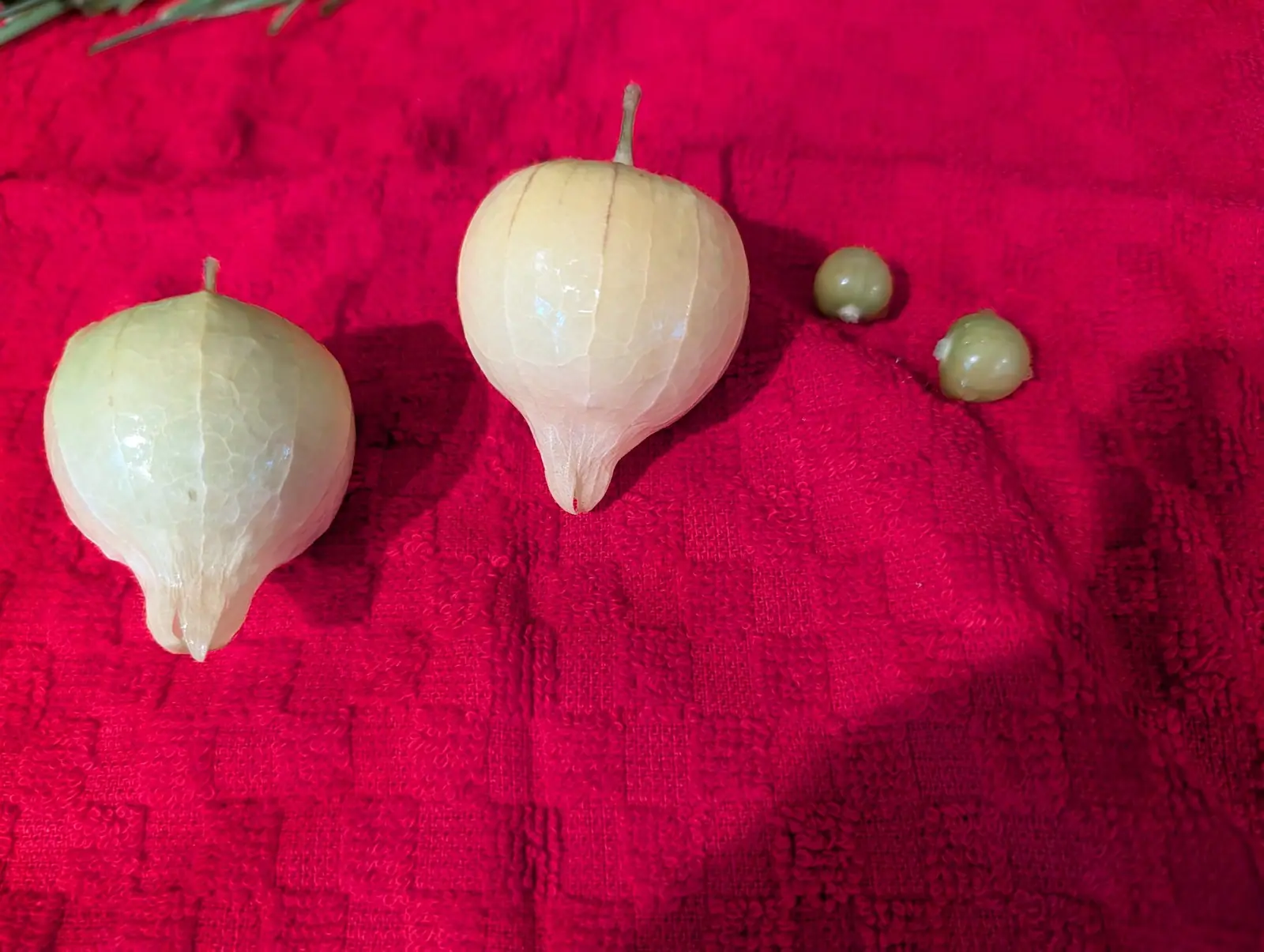 Two fruits still sealed inside papery lantern husks on a red towel on 5 August, translucent enough to show a honeycomb of veins and five or six darker ribs running stalk to tip — and beside them two glossy gray-green spheres, one with a scrap of husk on it.