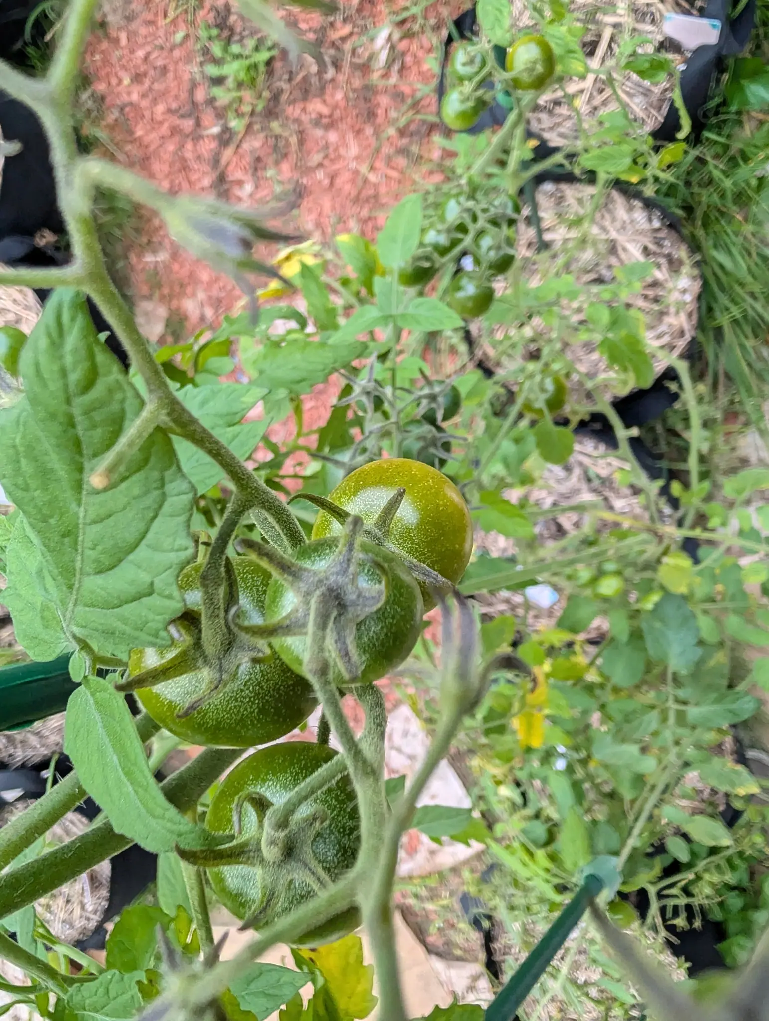 Five Sun Sugar tomatoes on one truss on 8 September, all still hard green and furred with short pale hairs that catch the light — one at the top of the cluster already smoother and shinier than the rest, with a faint olive-bronze cast over its shoulder.