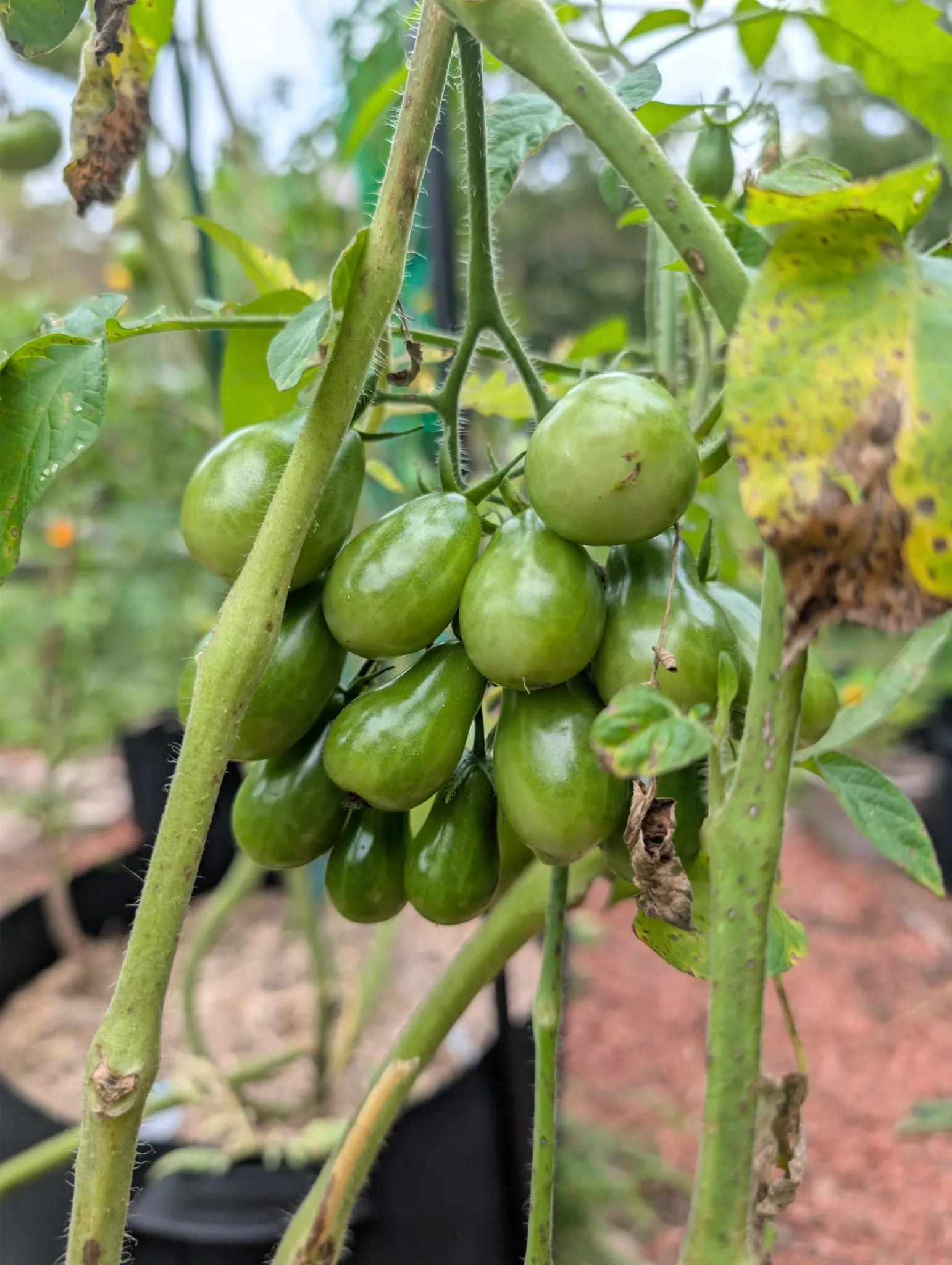 Fourteen Yellow Pear tomatoes crowd a single drooping truss on 8 September, every one still hard green with a frosted bloom over the upper faces and one carrying a healed split near its tip — the bristled stems around them peppered with dark sunken flecks.