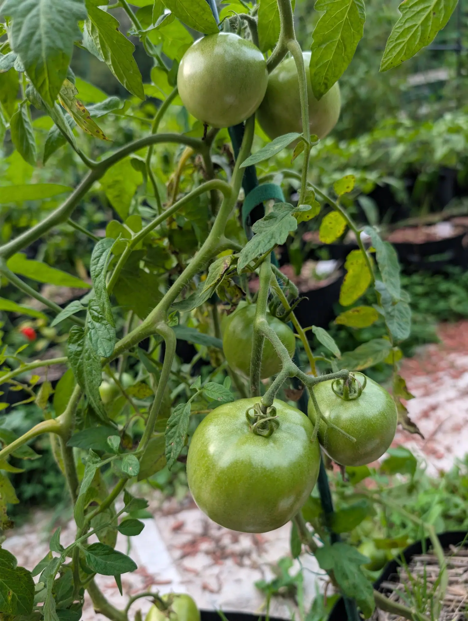 Six Valencia tomatoes hang on two trusses on 8 September, none of them turning yet — deep grass green on the shaded undersides, paling to creamy yellow-green where the light reaches the shoulders, the biggest wearing a frosted bloom across its lit face.