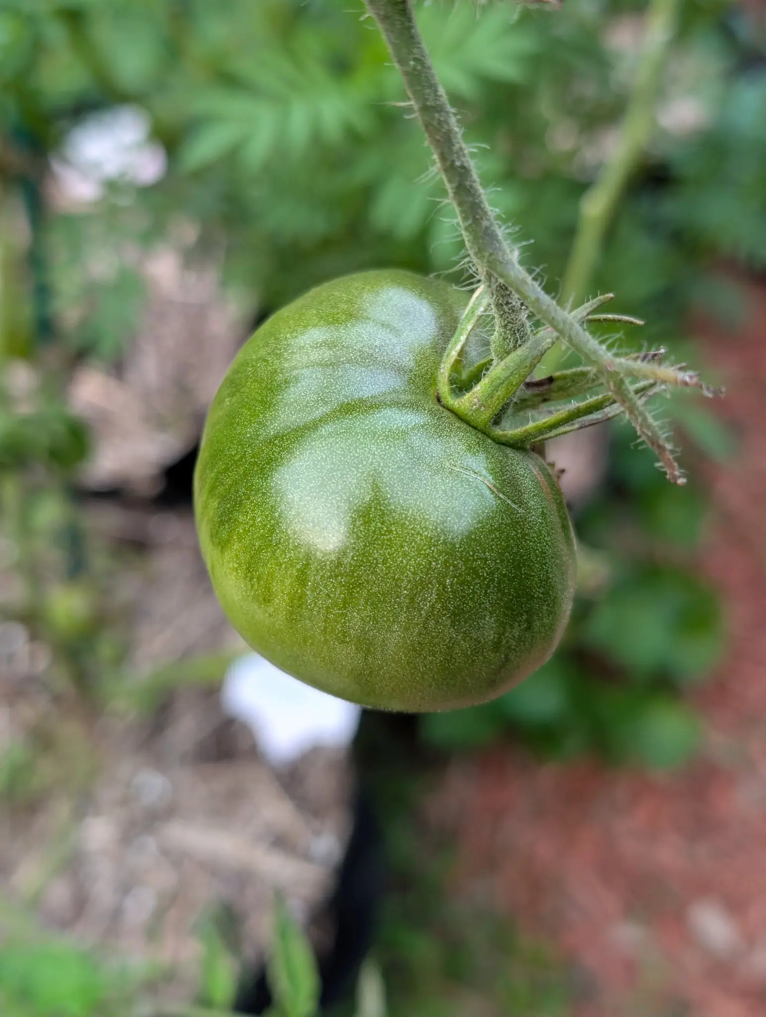 One Margaret Curtain tomato in extreme close-up on 8 September, its skin stippled all over with white dots that resolve at this magnification into the bases of short hairs, one of them curving clear of the shoulder — everything behind it thrown out of focus.
