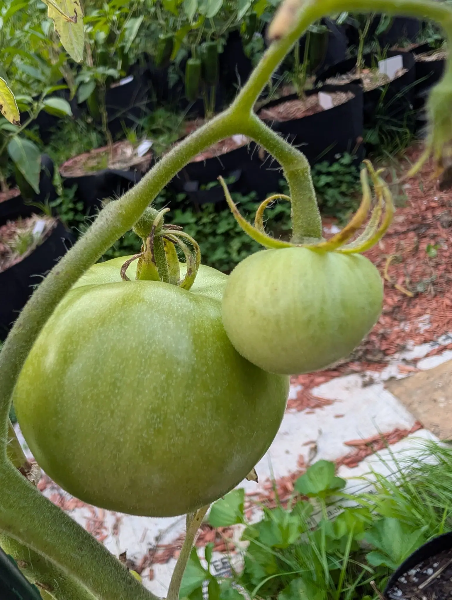 Two Eva Purple Ball tomatoes share a forked truss on 8 September — the larger a pale sage globe with white fuzz just catching along its silhouette, the smaller paler still and pleated with six or seven shallow ribs, its browned calyx splayed out like a claw.