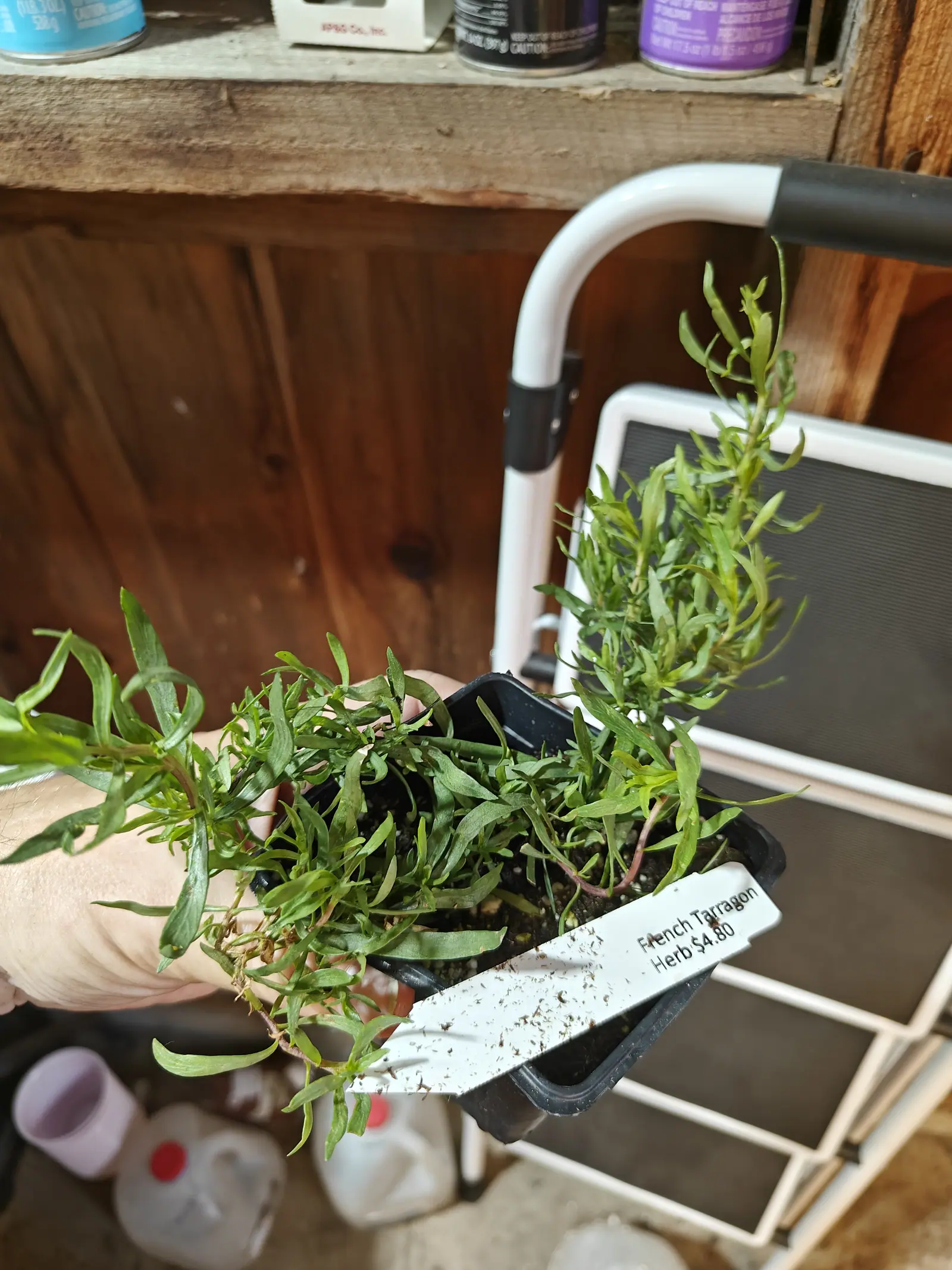 A lax herb held up on an open palm on 6 June, slender stems flopping out over both sides and flushed dull pink-red at the base, its narrow untoothed leaves splitting into two or three points at every shoot tip, the plank wall behind glowing orange.
