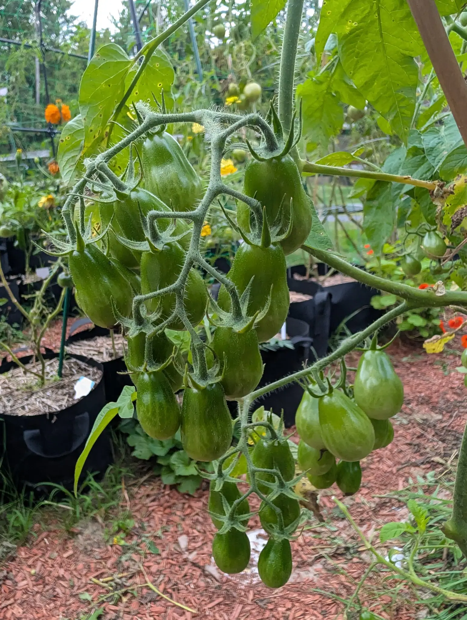 Two Yellow Pear trusses fork and fork again into a candelabra on 8 September, close to thirty green teardrops between them — the right-hand truss paler, glossier and more waisted than the dull furred left — every calyx splayed and curling like spider legs.