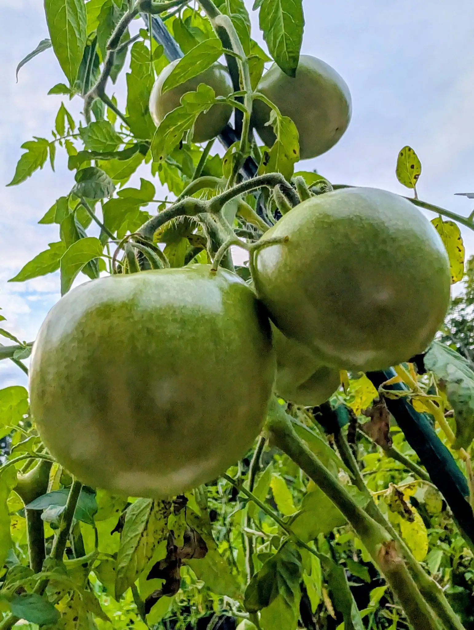 Four Valencia tomatoes seen from underneath against a pale overcast sky on 8 September, not one showing a color break — one dented in a shallow pucker where it presses against the fruit beside it — the leaves above backlit and punched through with holes.