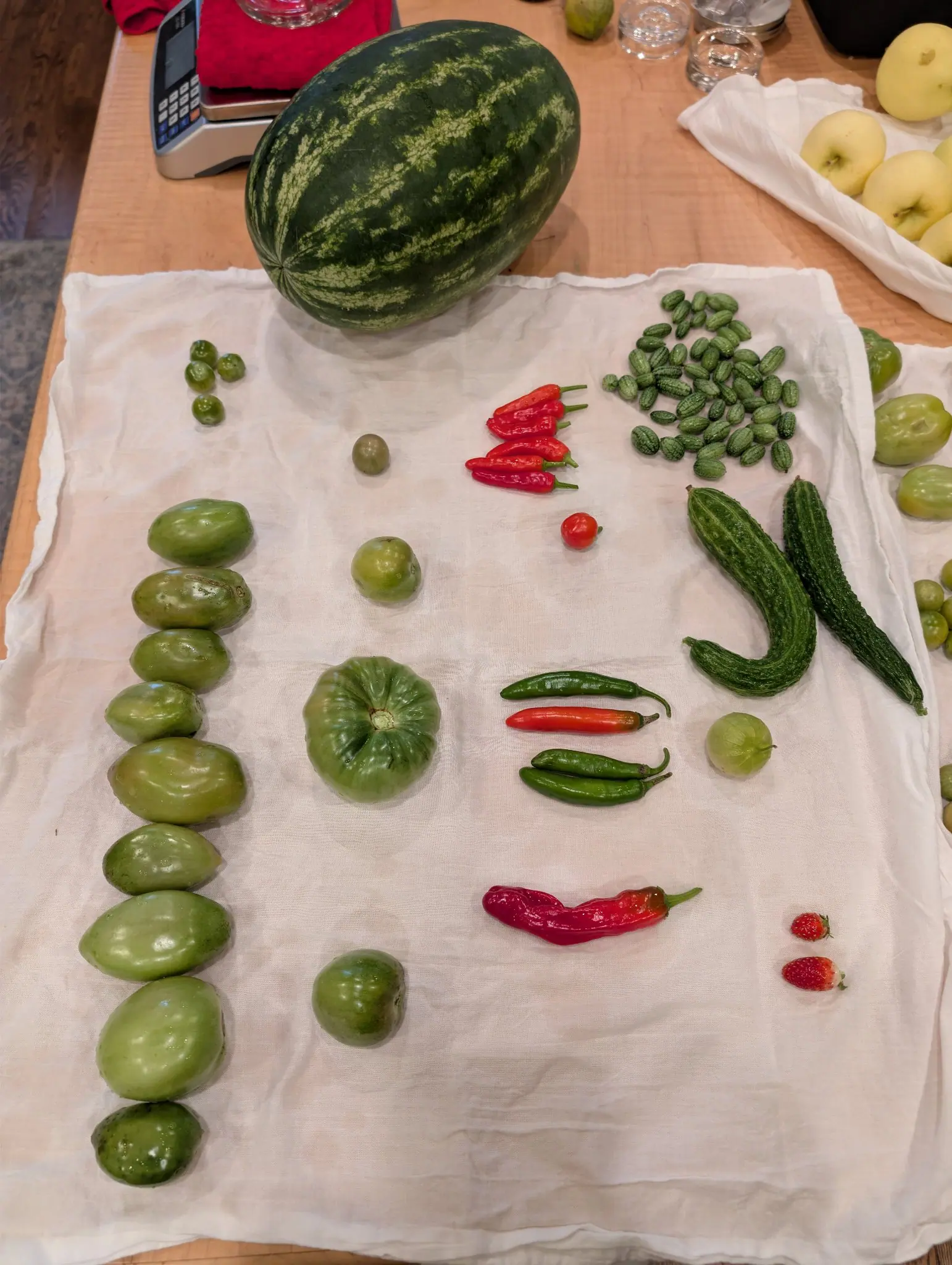 A whole harvest laid out in a deliberate grid on white cloth on 9 September: one big oblong at the head, dark green under broad pale jagged stripes, and ten green globes running down the left side nose to tail, each a little larger than the one above it.