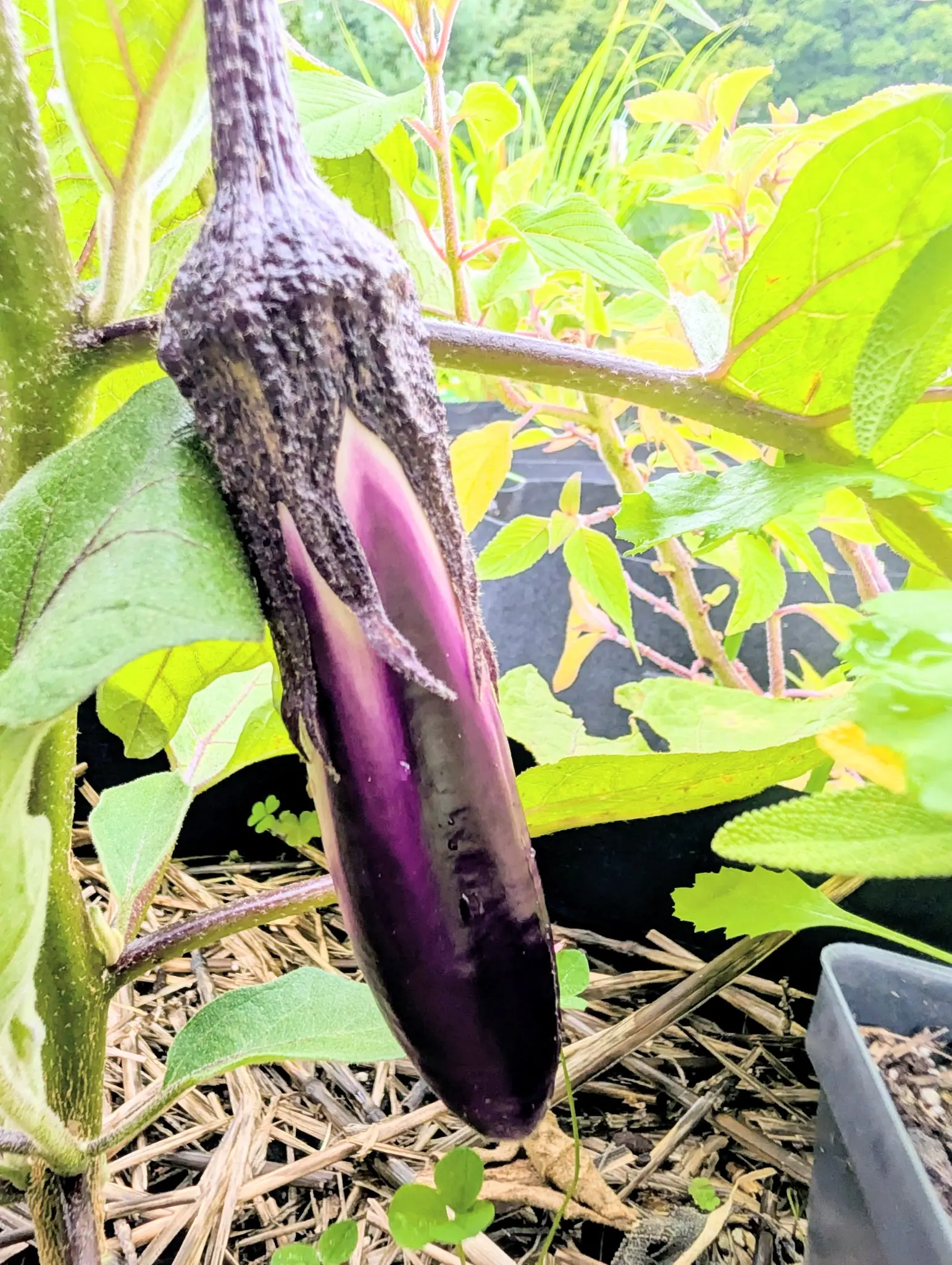 A Ping Tung Long eggplant hangs two thirds sheathed in its own felted calyx on 9 September — one lobe has lifted away, and under it a clean band of cream-white skin that never colored — the rest deep glossy purple with a magenta highlight down the lit side.
