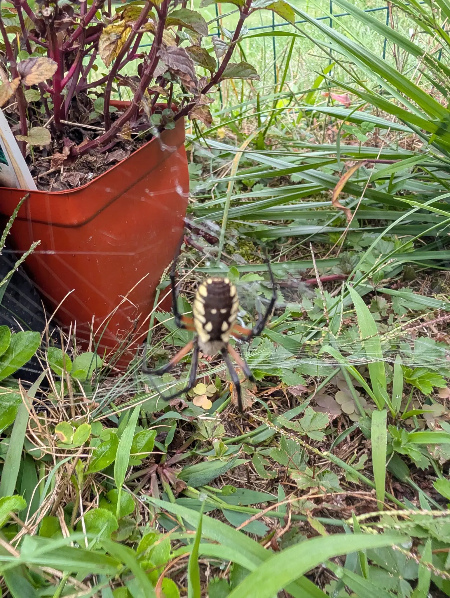 A spider hangs head-down in its orb web on an overcast 9 September — glossy black abdomen scalloped down both sides with butter-yellow lobes, legs jet at the tips and orange-red where they meet the body — the silk beaded and glinting in flat gray light.
