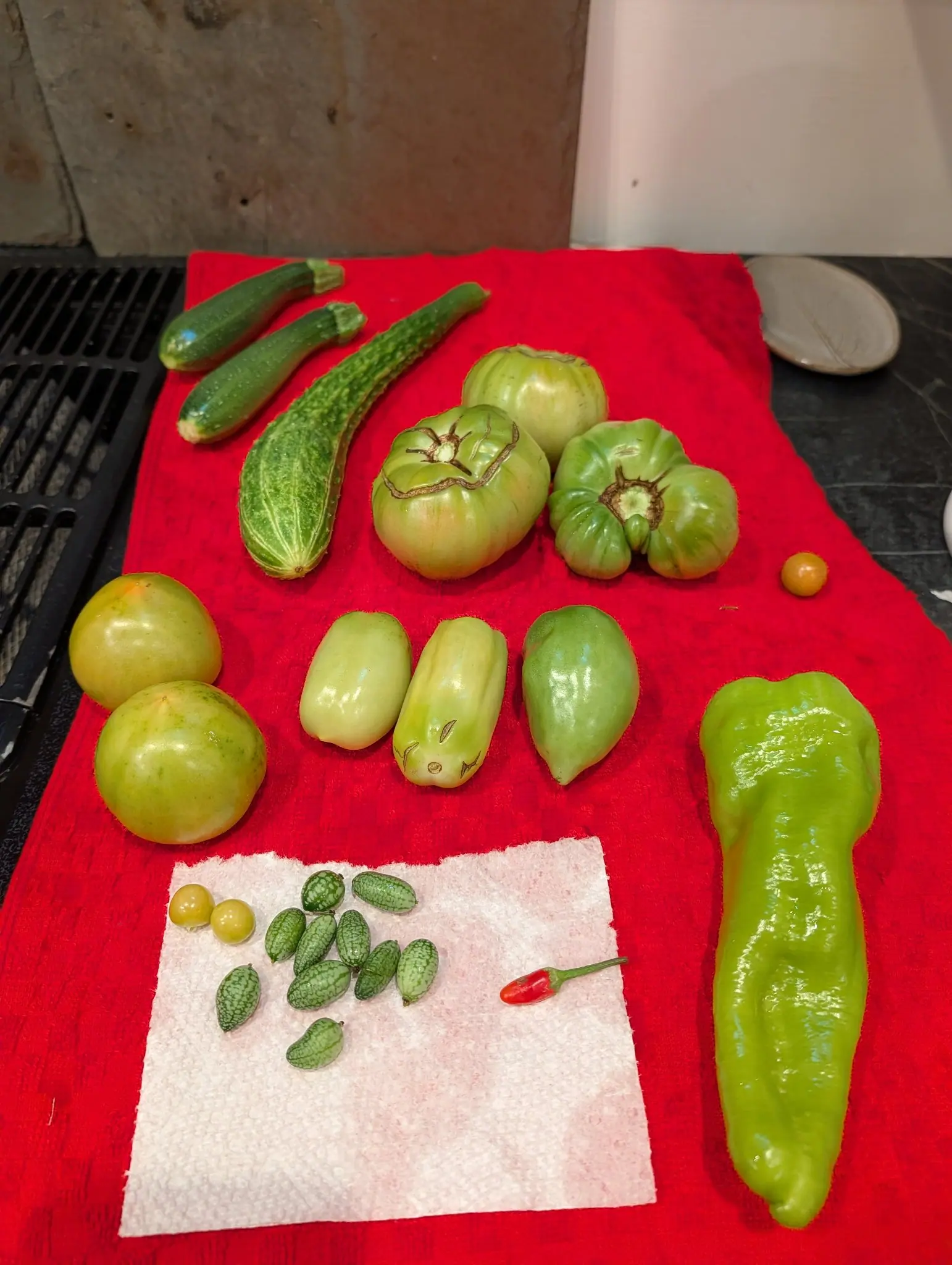 A picking spread down a scarlet towel on 6 August — one pale green paste-shaped fruit carries two curved brown scars with a round one beneath, reading together as a face — and on another a corky ring of healed tissue loops right around the stem scar.