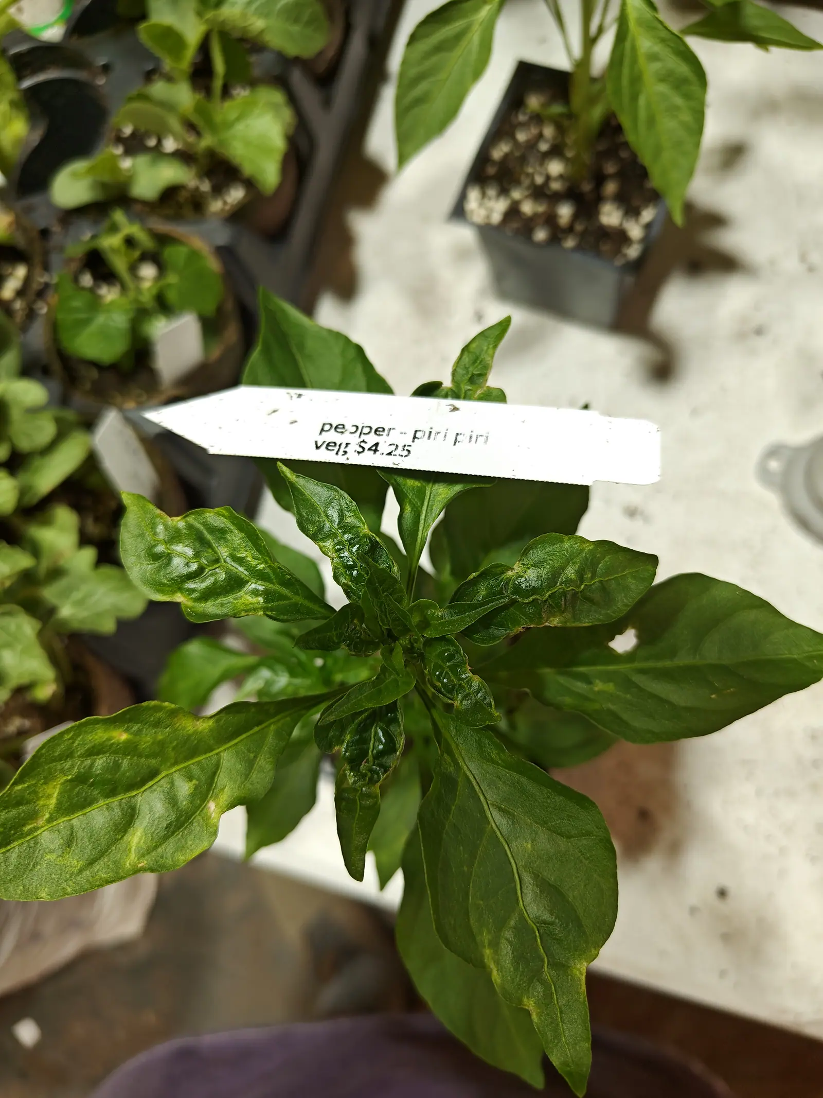 A Piri Piri pepper from straight overhead on 6 June, leaves whorled around the stem tip and rippling along every untoothed margin, pale yellow-green blotches creeping out from the midribs and the newest growth still cupped and crumpled, in flat overcast light.