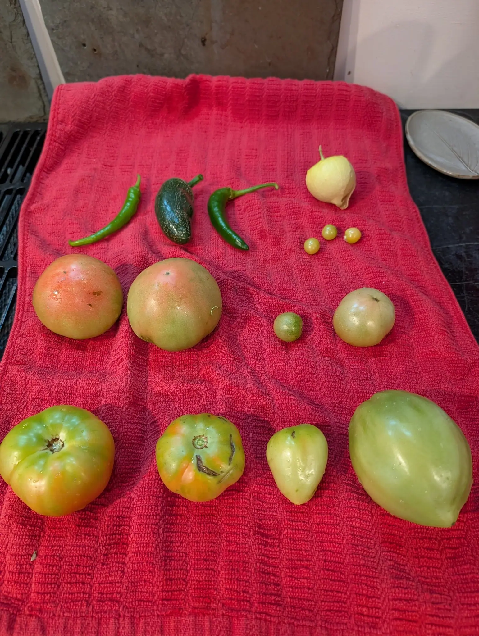 A small picking in three loose rows on a red towel on 7 August, two fruits caught mid-turn — salmon-orange across the shoulders, still green through the lower two thirds — beside a squat dark pod netted all over in fine pale corky lines.