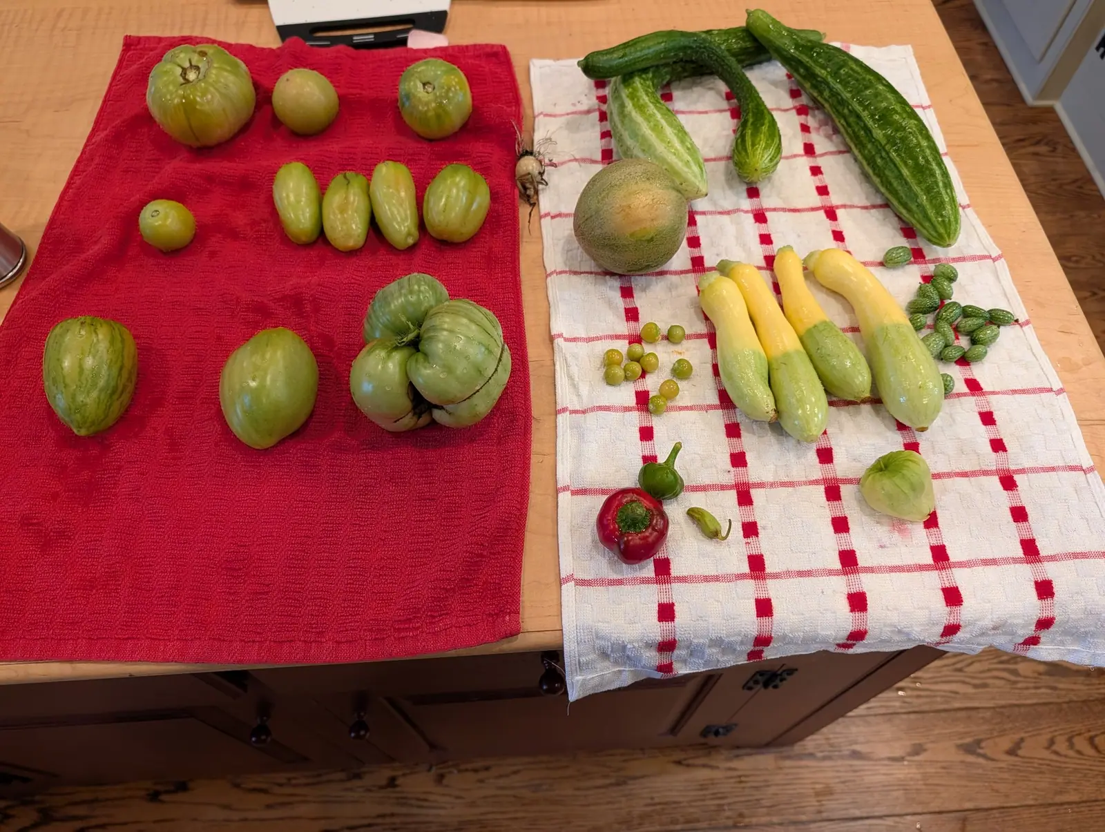 A picking divided between two towels on a maple island on 8 August, still wet from washing: a round netted rind among it shows one smooth tan patch where it lay on the ground, and one green fruit has grown into three fused lobes split by a dark cleft.