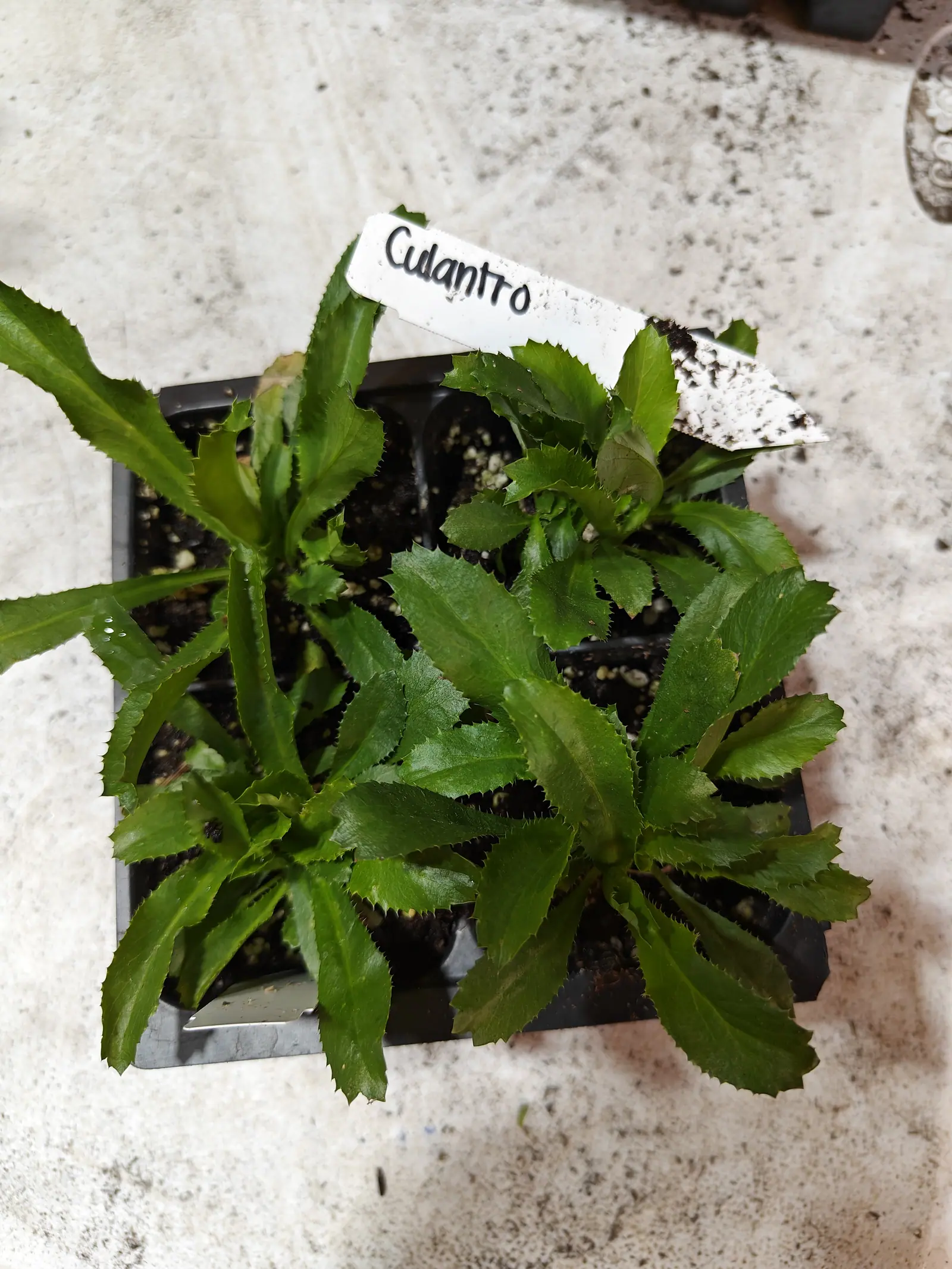 Culantro on 6 June, flat ground-hugging rosettes whose leaves radiate out almost level and taper back to the crown, each edged to the very tip in fine regular saw teeth like pale stiff points, a few water droplets still held on them in soft overcast light.