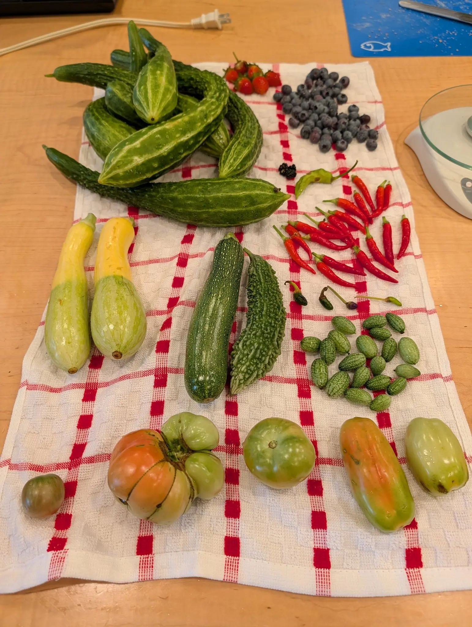 A large mixed picking on a red-checked towel on 9 August, some thirty slim scarlet pods laid out in a fan radiating outward, and below them four tiny immature ones still on long stalks — two dark green, one pale, one nearly purple-black.