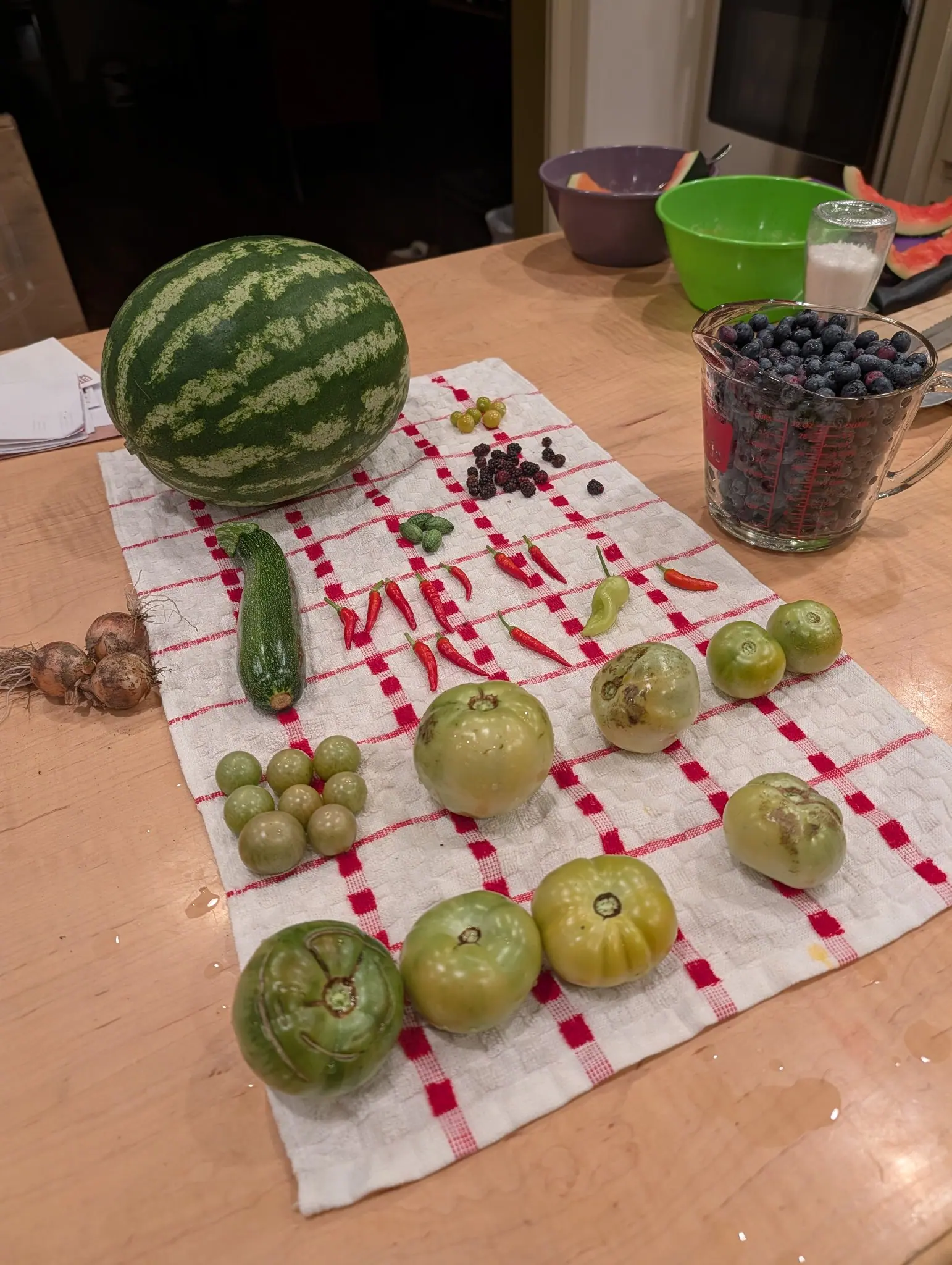 A picking laid down a red-checked towel on 10 August, headed by a big round rind striped pole to pole in broad pale jagged bands; among the green fruits below it, one has gone rough with brown corky patches right across its shoulder.