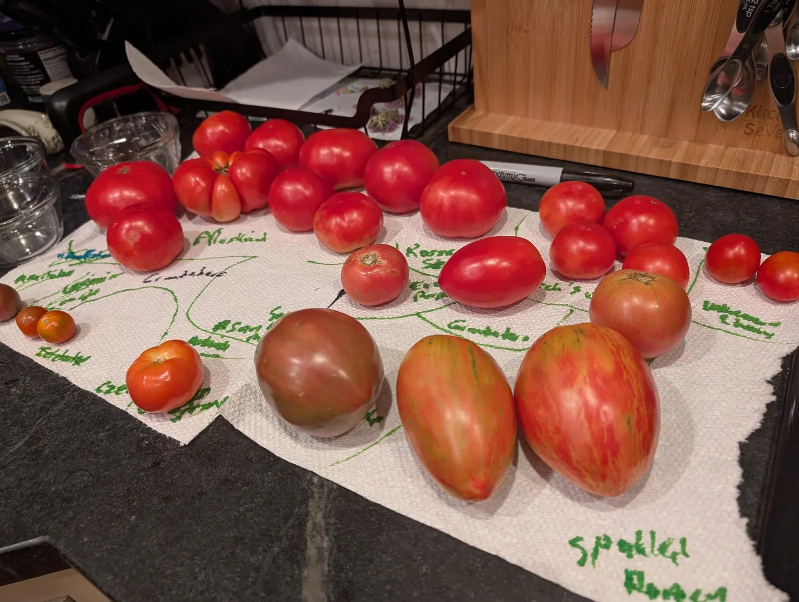 About twenty-five ripe fruits over two written-on paper sheets on 10 August, drawn lines linking labels to specimens; the two at the front are marbled in broad red-orange stripes pole to pole, broken by wavy gold-green streaks across the shoulders.