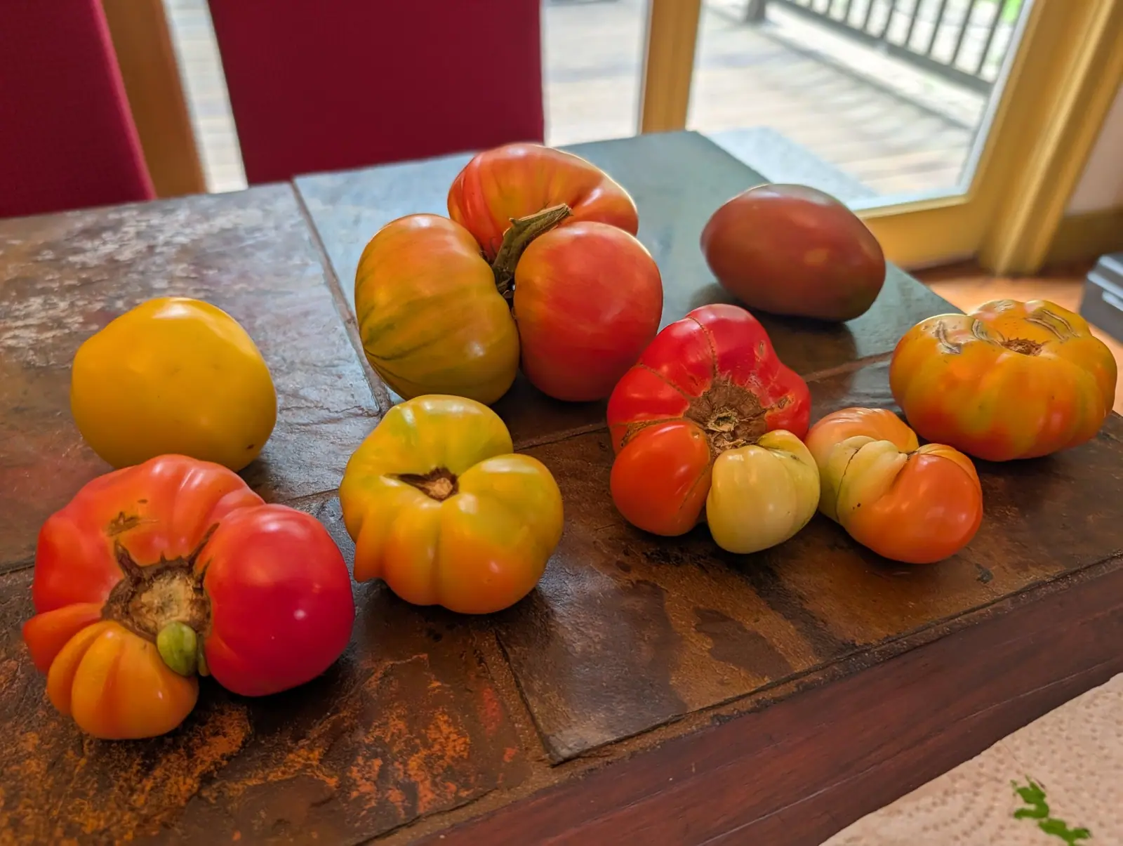 Thirteen big lobed fruits set straight onto slate on 12 August, backlit by a window so the tabletop glows warm and no two are the same color — solid egg-yolk gold at the left, one matte purple-brown at the back, apricot and scarlet between.
