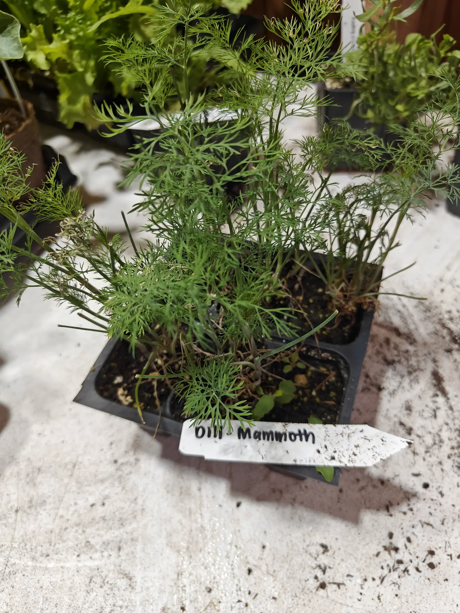 A feathery blue-green herb on 6 June, drawn and floppy and sprawling far past what holds it, its round stems hollow where two have snapped off square and the finest segments flat little blades in threes and fives, one cluster dead straw and still attached.
