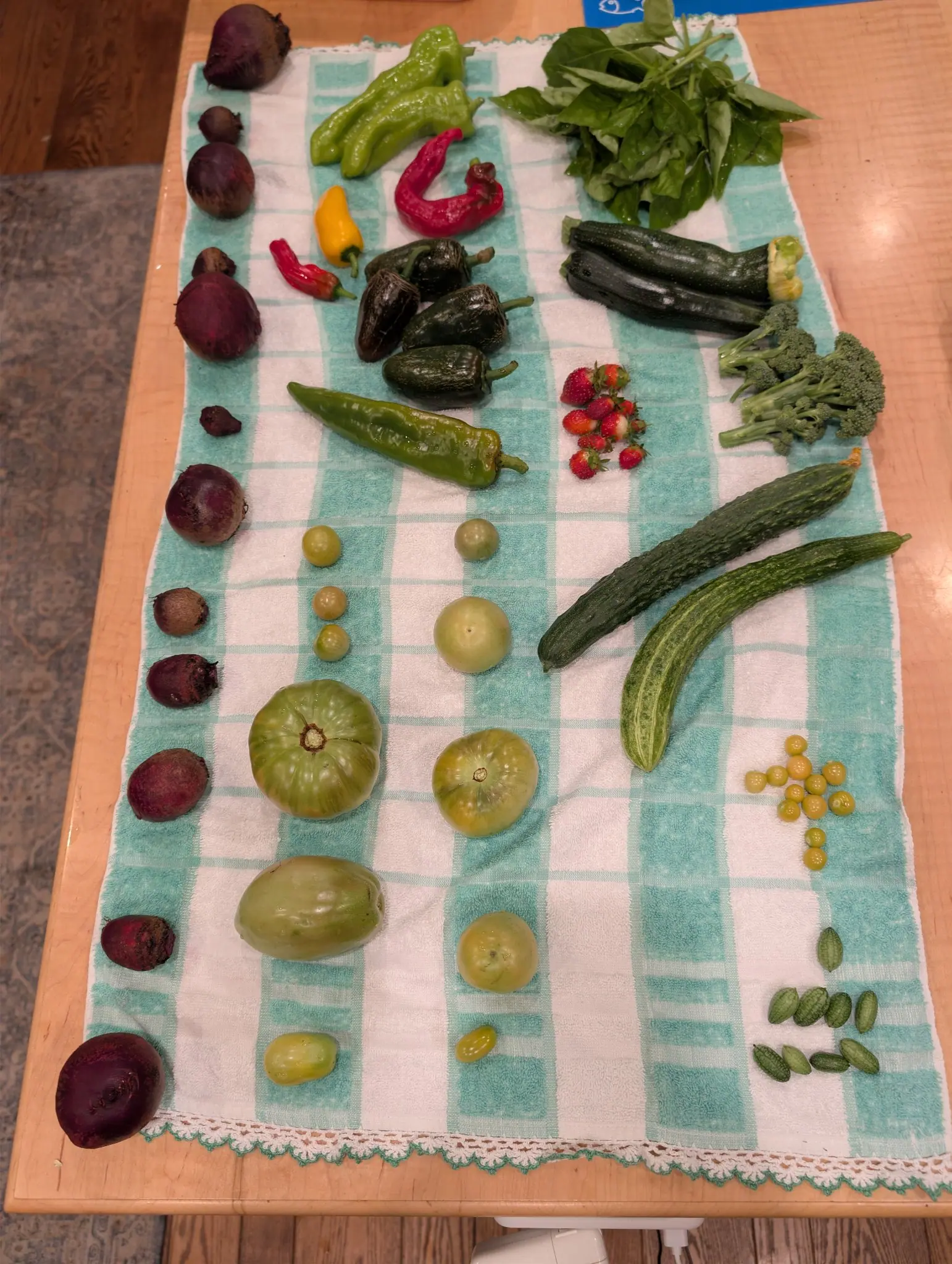 A whole harvest sorted into columns on a teal-checked towel on 12 August, twelve topped roots in a single file down the left, deep purple-maroon and still dulled with soil, several whiskery at the shoulder and one showing a clean cut face.