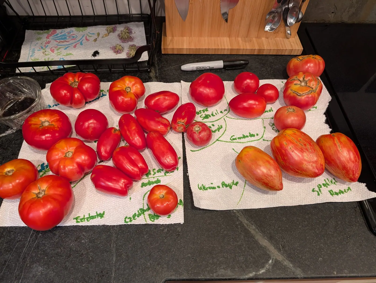 About twenty-eight ripe fruits over two paper mats on 12 August, both written across in green marker with long drawn lines dividing them into groups; along the bottom lie three pointed teardrops, orange-red with wavy gold stripes pole to pole.