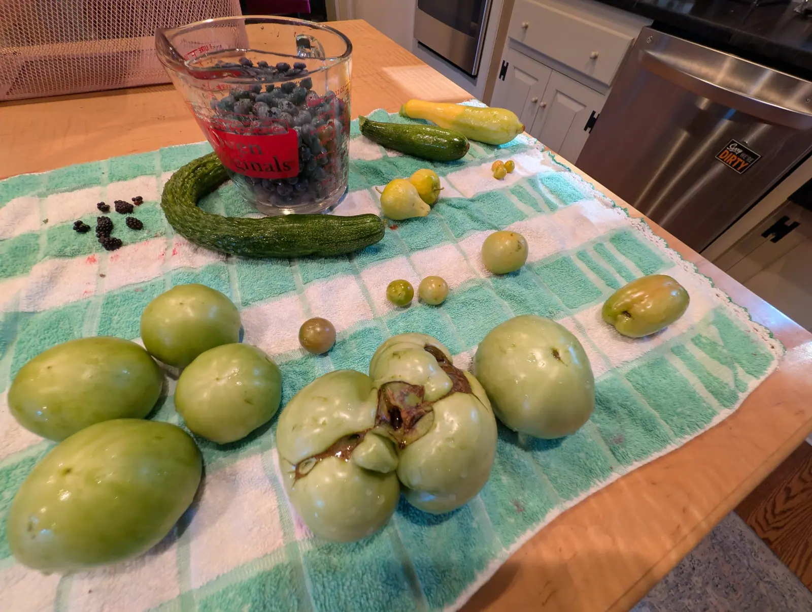 A picking shot low on a teal-checked towel on 13 August, its centerpiece one very large green fruit grown into four or five fused lobes with wide clefts between them, the cleft walls dried and healed over in brown corky tissue and the whole thing beaded.