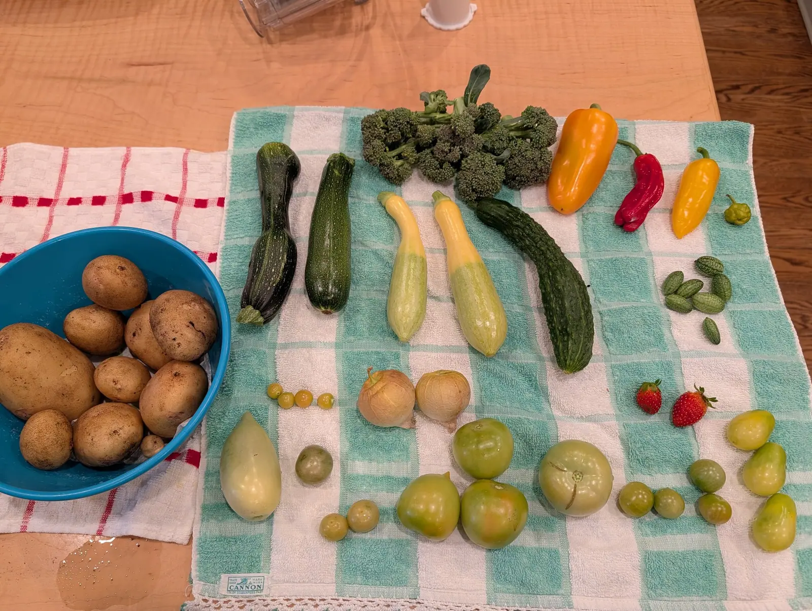 A 14 August haul crowding a checked towel: a bowlful of tubers still dusty from the ground, the largest split once and healed over, the smallest left alone at the front edge. Past them the ripening runs shoulder-first, orange creeping down from the tops.