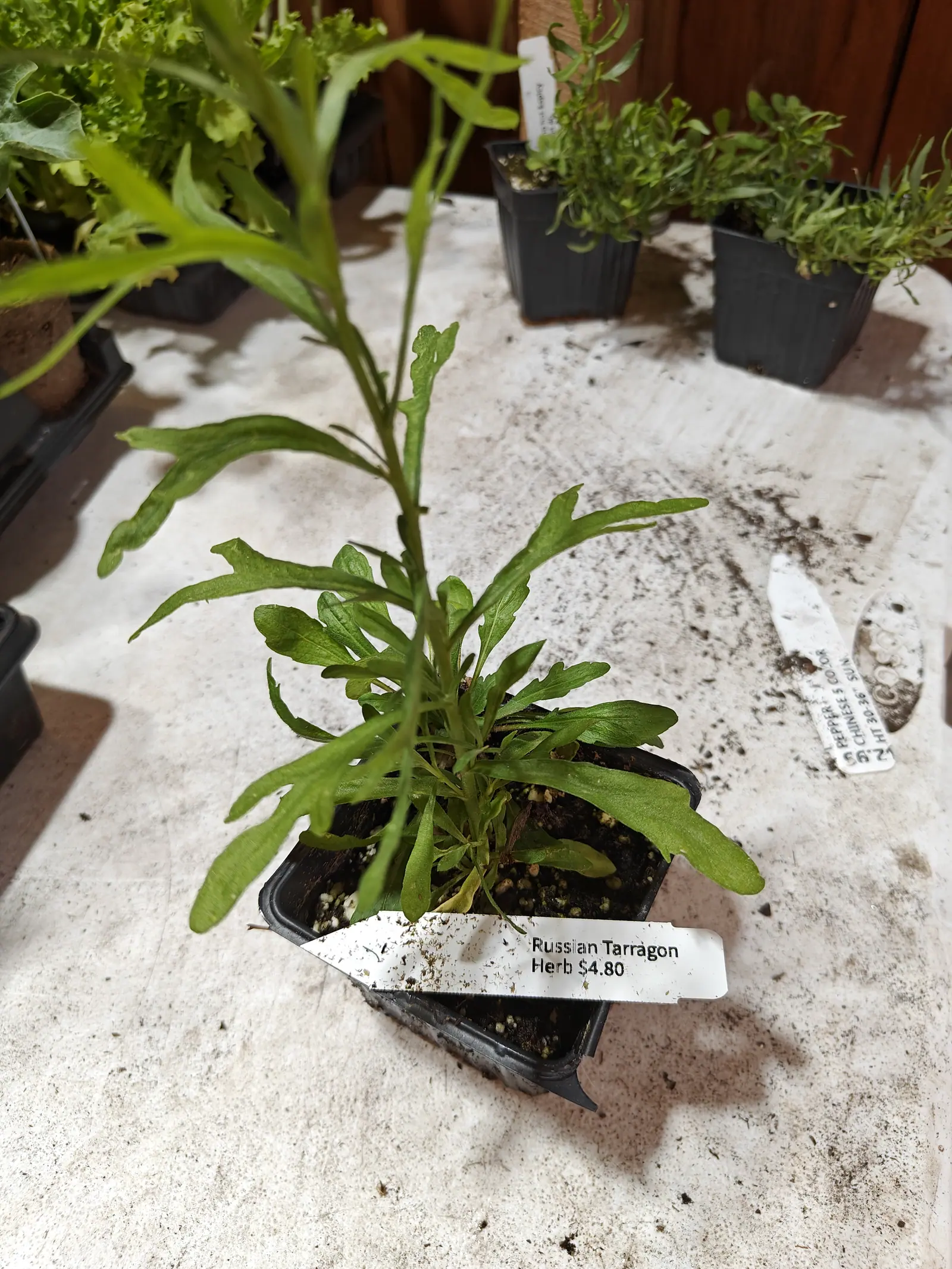 A leggy herb on 6 June, one thin stem running up out of the frame with its leaves spaced along it, each blade cut into a few coarse uneven lobes so it reads torn rather than toothed and the lowest cut deepest, all of it cool and shadowless in open shade.